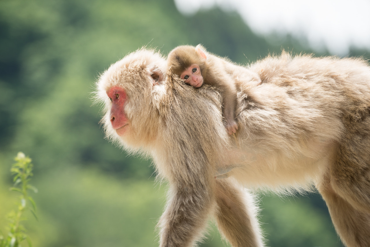 Sony 70-400mm F4-5.6 G SSM II sample photo. Family time photography