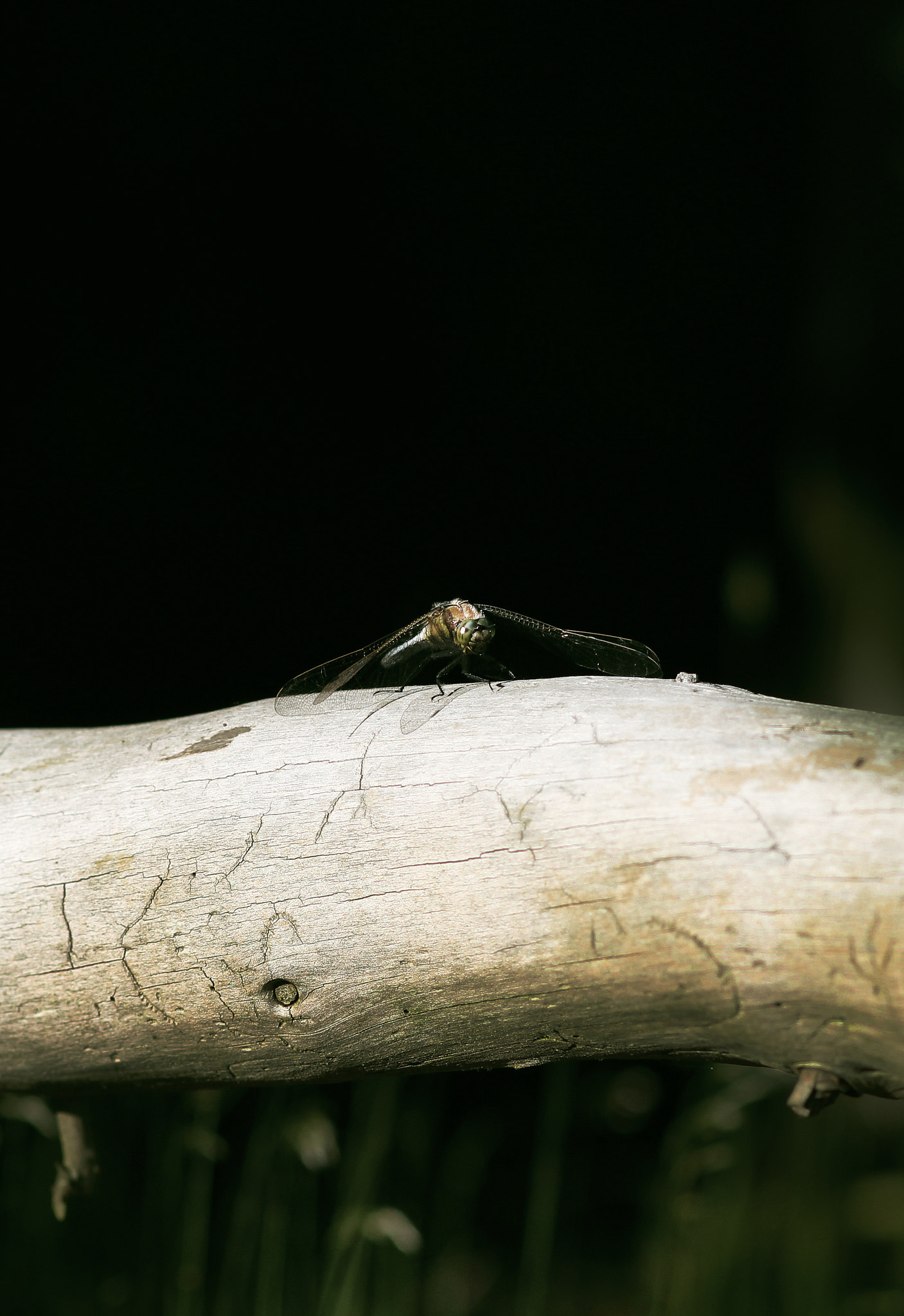 Canon EOS 600D (Rebel EOS T3i / EOS Kiss X5) + Canon EF 100mm F2.0 USM sample photo. Dragon-fly photography