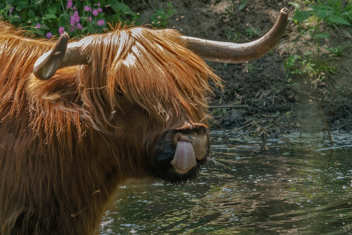 Samsung NX20 + Samsung NX 50-200mm F4-5.6 ED OIS sample photo. Schotse hooglander photography