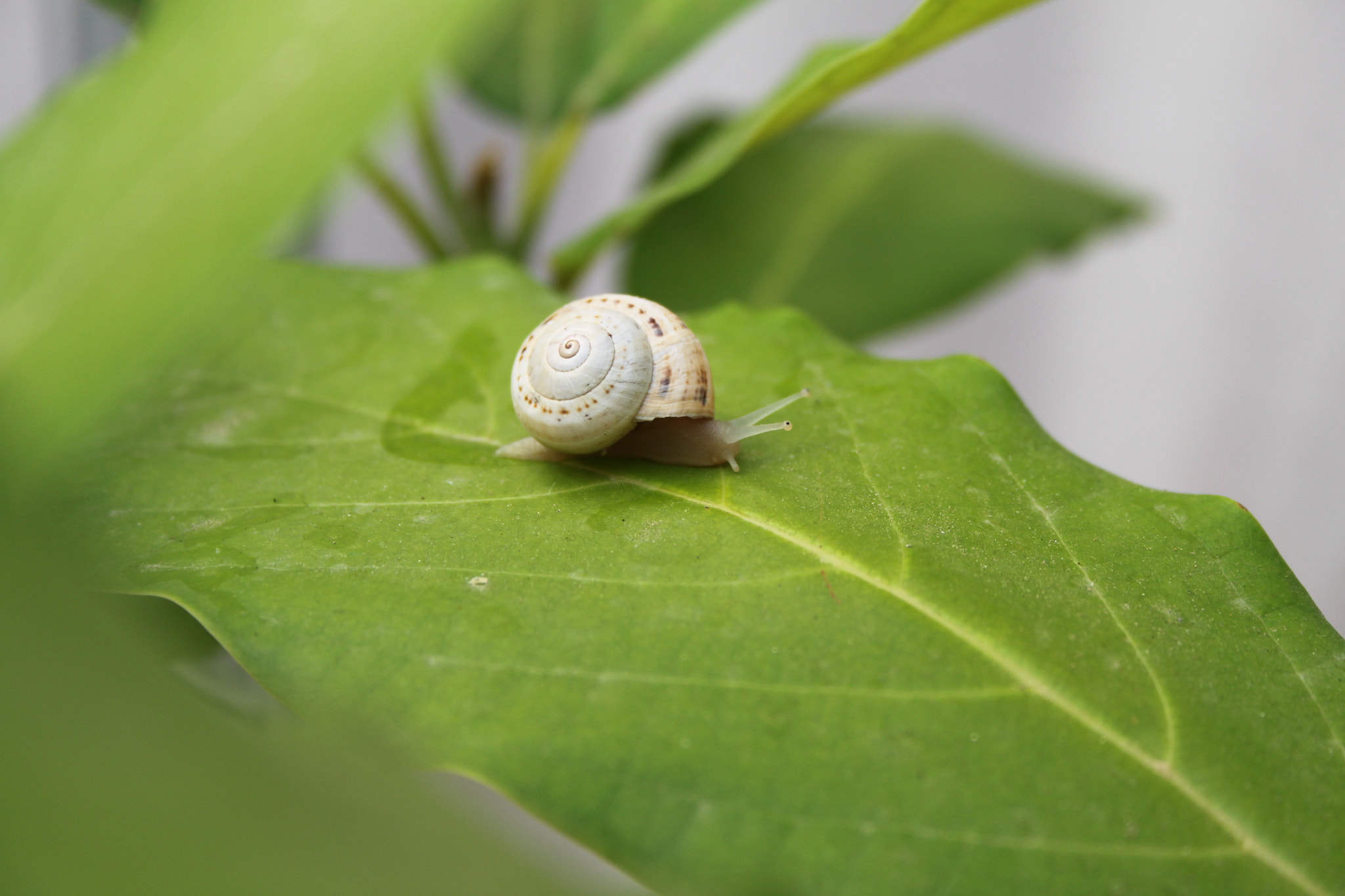 Canon EF-S 18-55mm F3.5-5.6 sample photo. Caracol photography