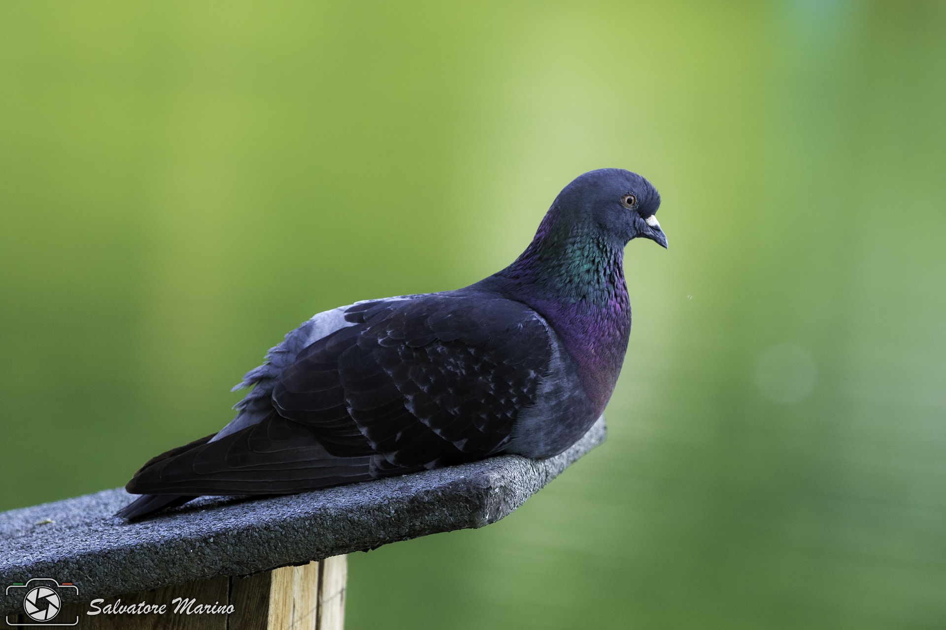 Canon EF 100-400mm F4.5-5.6L IS II USM sample photo. Nap photography
