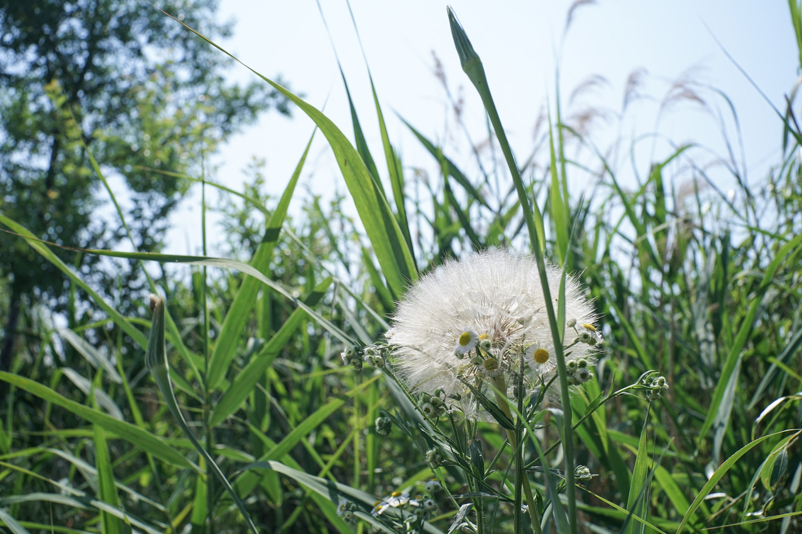 0mm F0 SAM sample photo. Spores of daisy fleabane or dandelion 1 photography