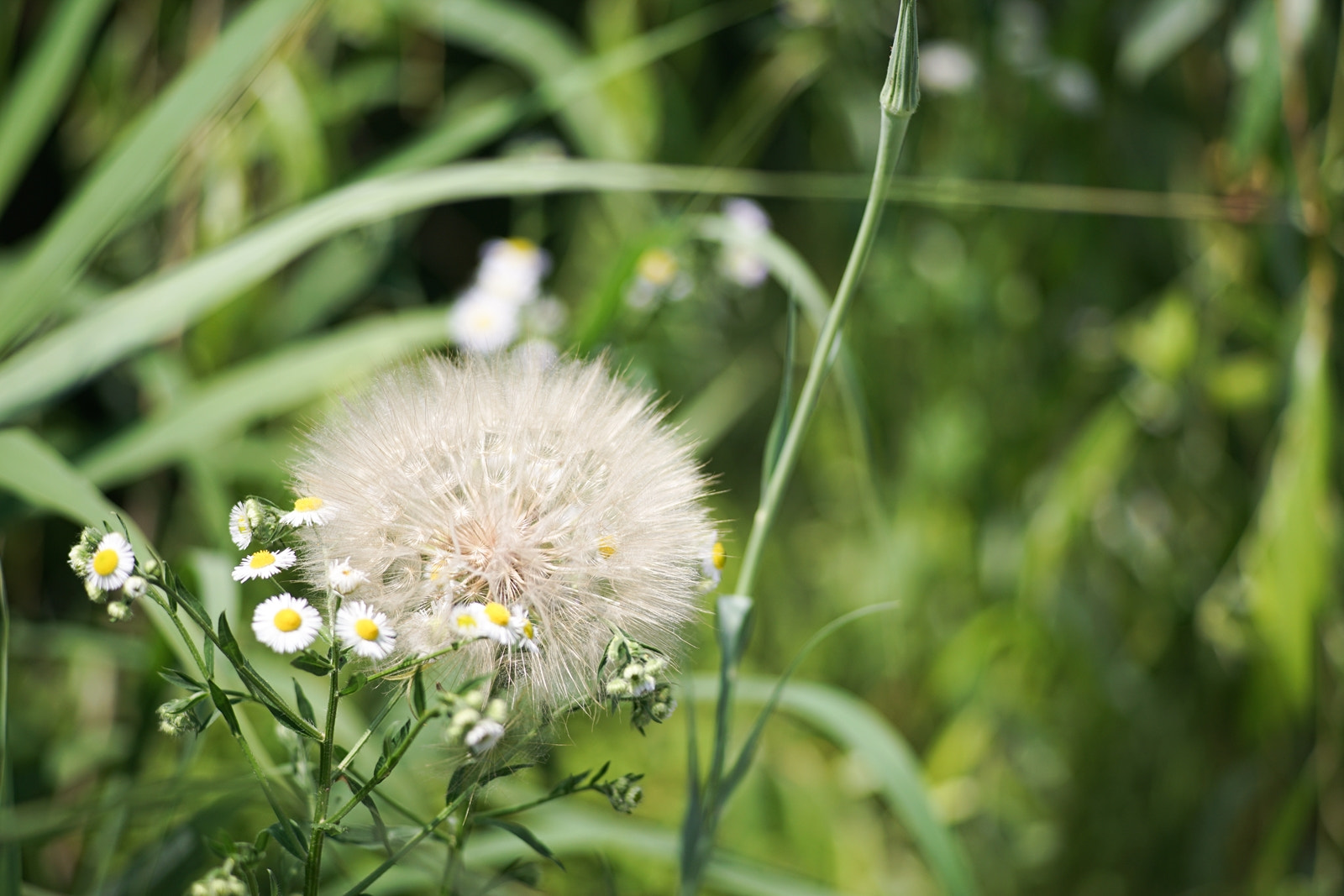 0mm F0 SAM sample photo. Spores of daisy fleabane or dandelion 2 photography