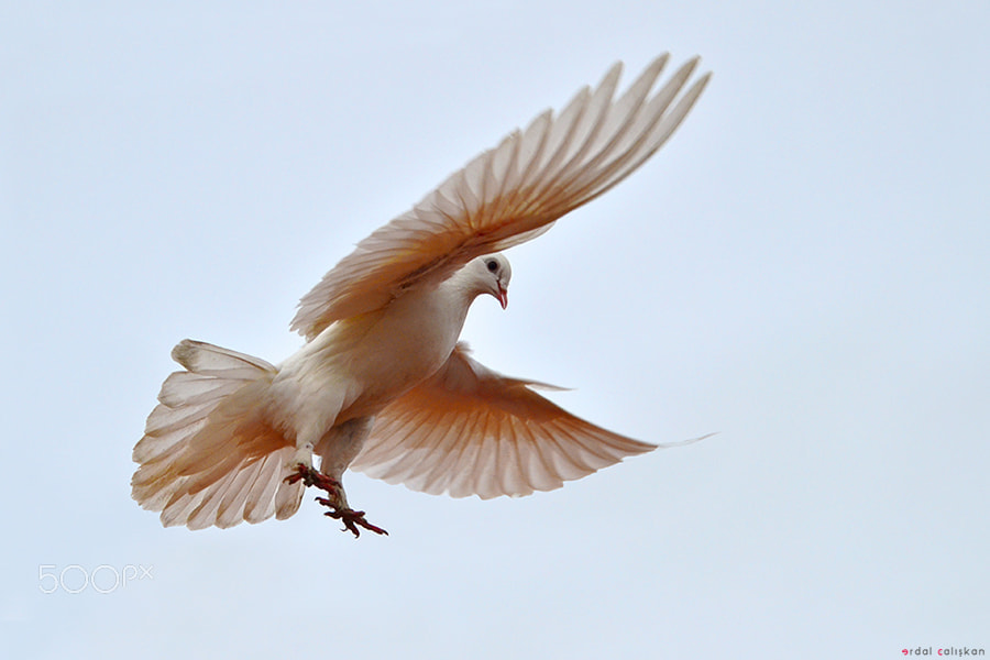 Sigma 120-400mm F4.5-5.6 DG OS HSM sample photo. Dove of peace photography