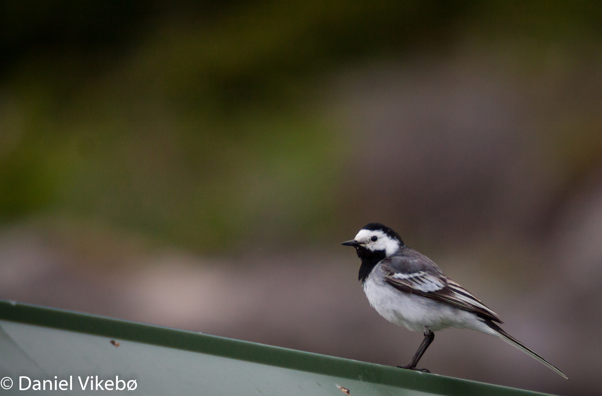 Canon EOS 50D + Sigma 50-500mm f/4-6.3 APO HSM EX sample photo. Wagtail nr.2 photography