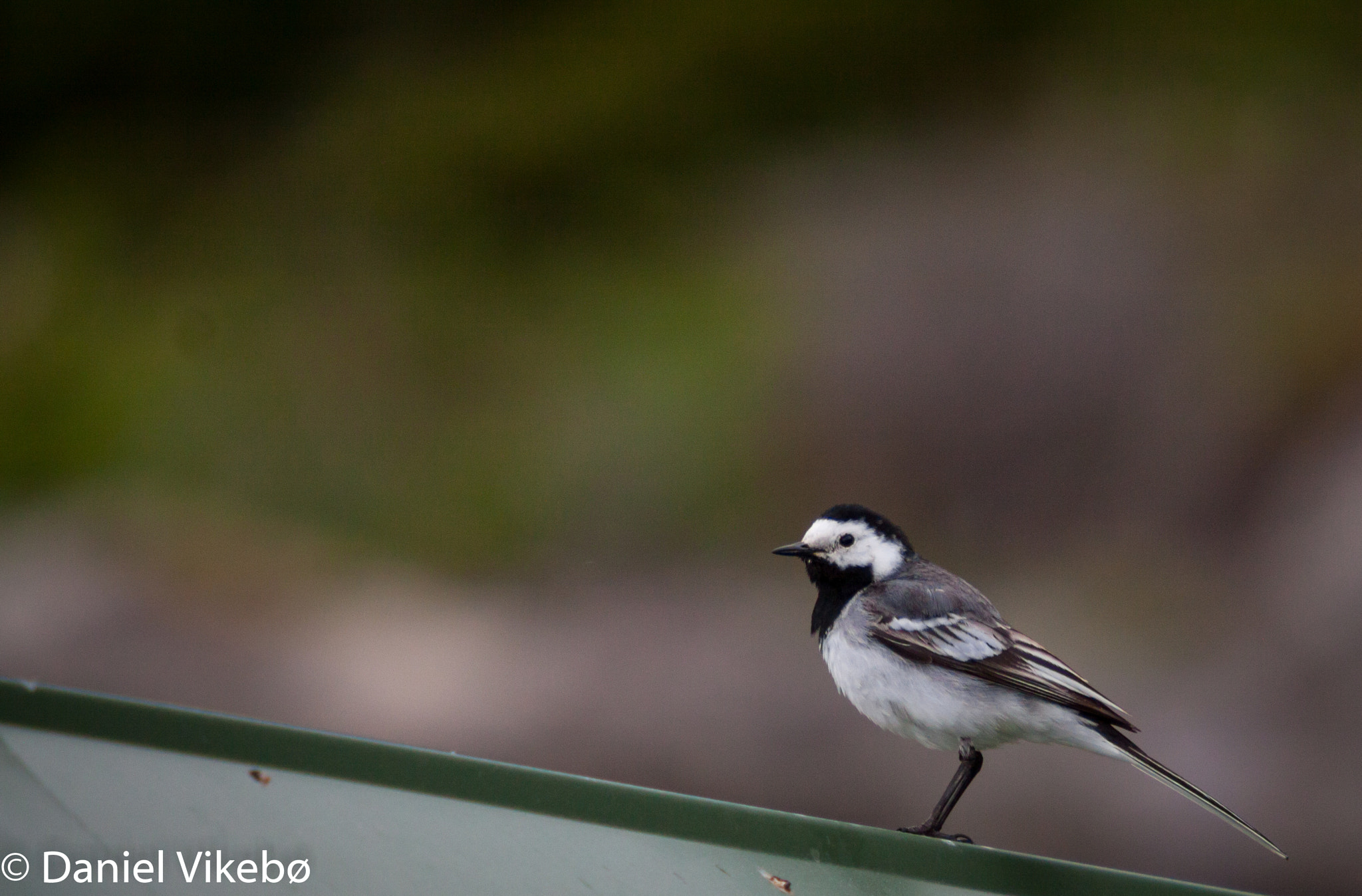 Sigma 50-500mm f/4-6.3 APO HSM EX sample photo. Wagtail nr.2 photography