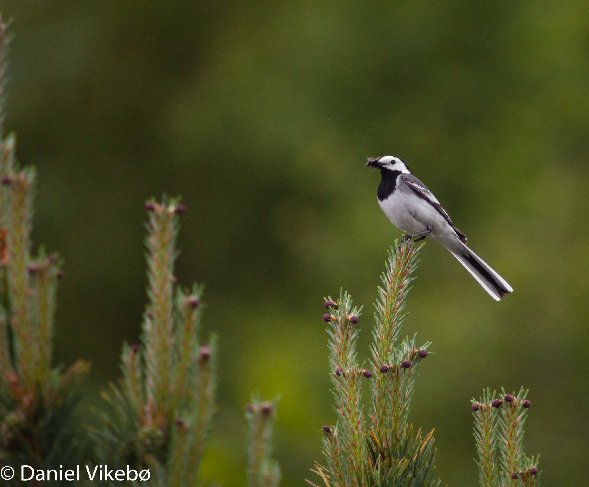 Sigma 50-500mm f/4-6.3 APO HSM EX sample photo. A beautiful wagtail photography