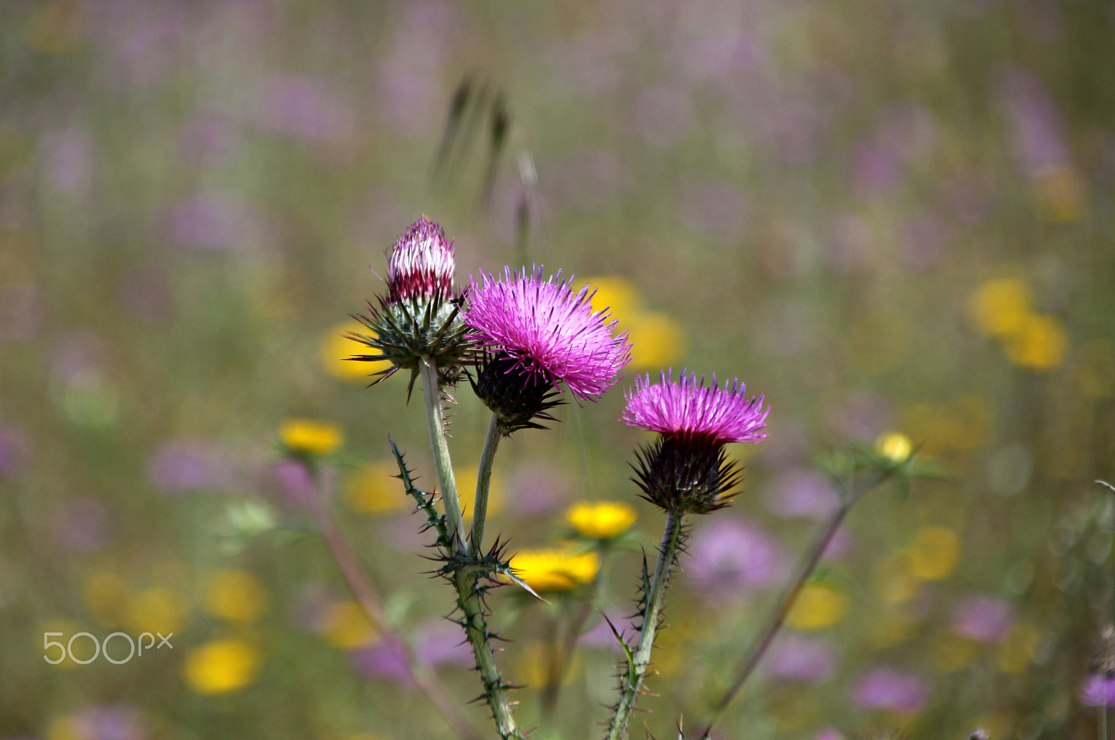 Canon TS-E 90mm F2.8 Tilt-Shift sample photo. Young flowers photography
