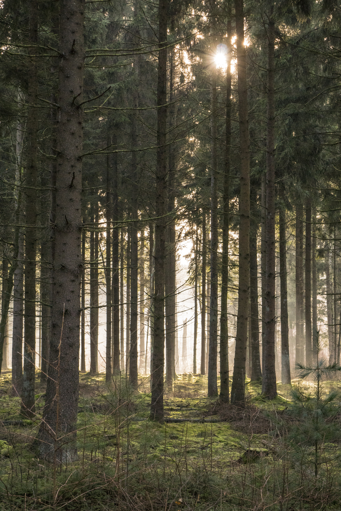 Sony ILCA-77M2 + Sony 28-75mm F2.8 SAM sample photo. Naaldbos drenthe photography