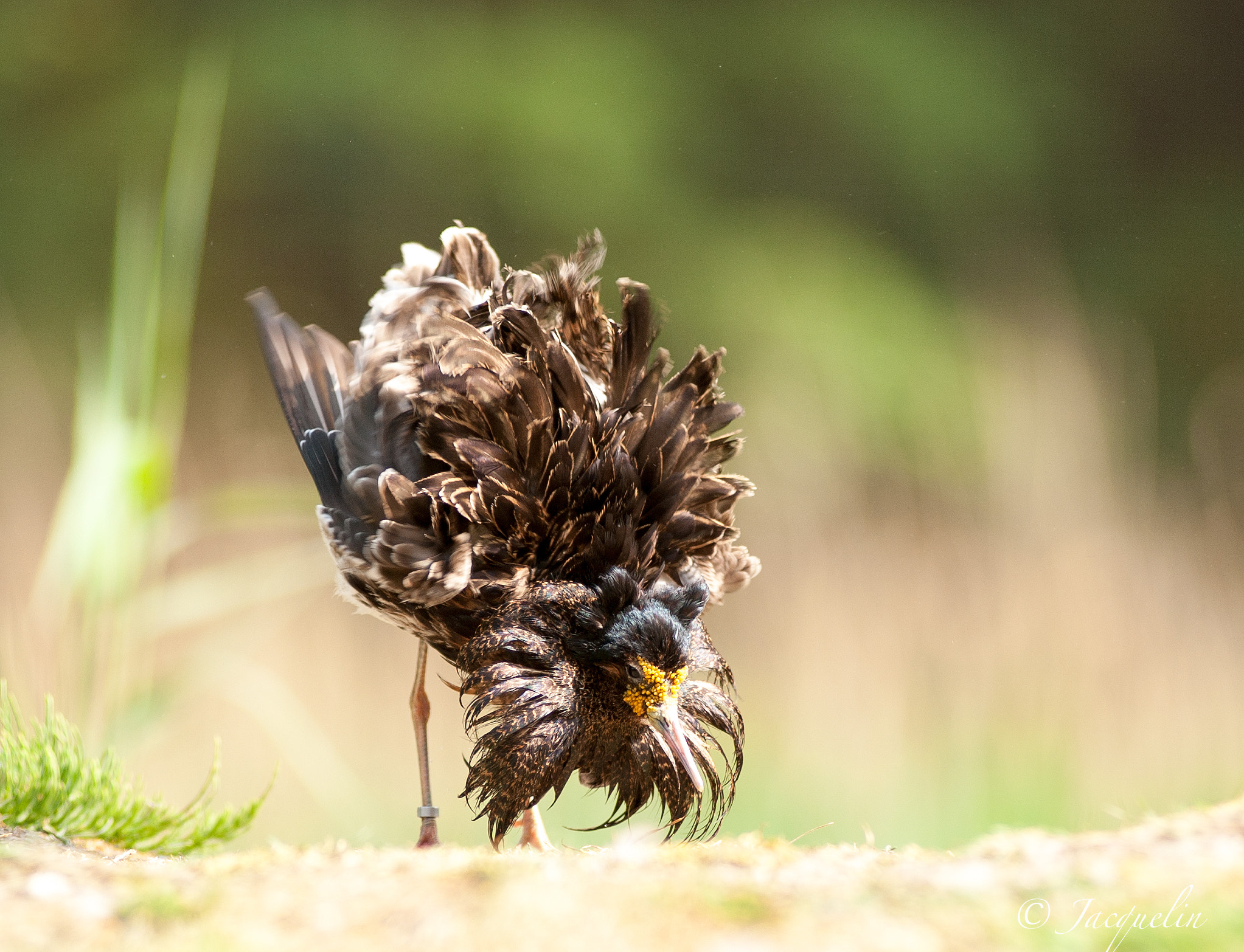 AF Zoom-Nikkor 80-200mm f/2.8 ED sample photo. Bird photography