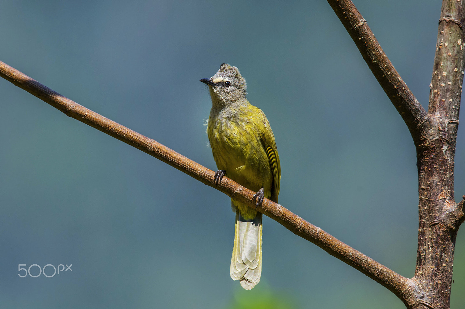 Nikon AF-S Nikkor 400mm F2.8G ED VR II sample photo. Flavescent bulbul photography