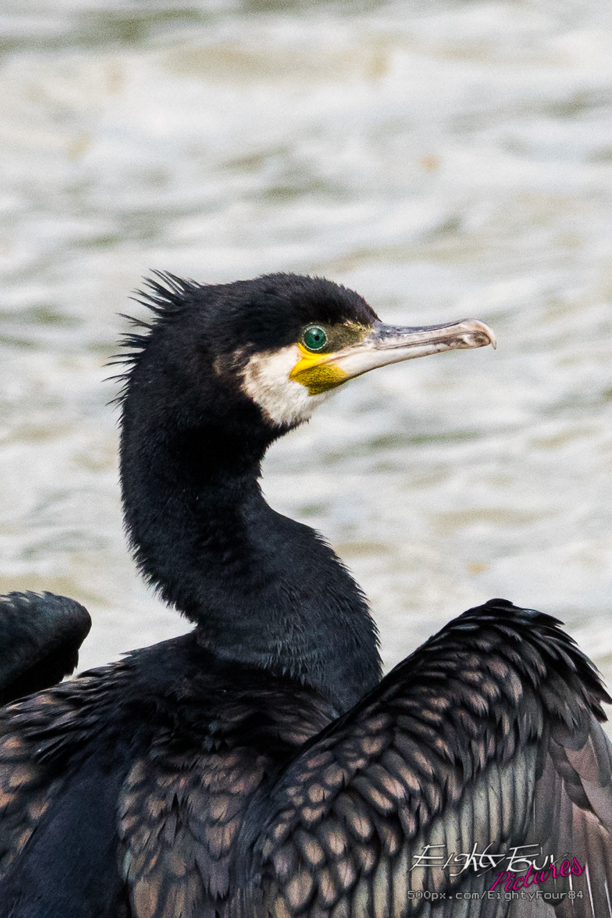 Sigma 150-500mm F5-6.3 DG OS HSM sample photo. Cormorant photography