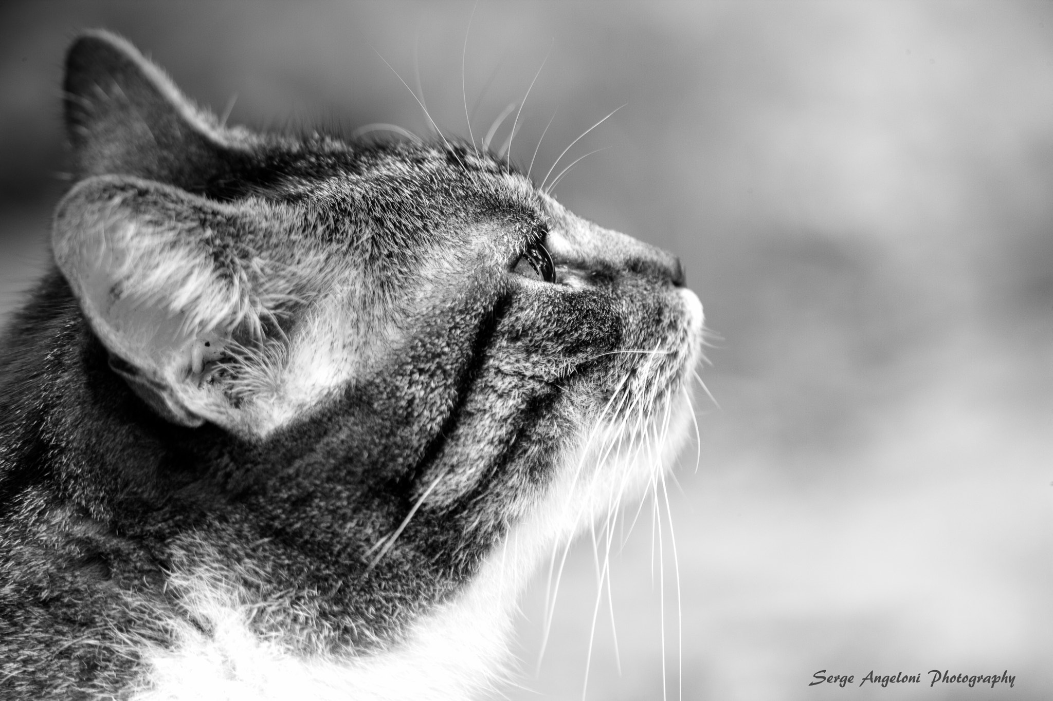 Canon EOS-1Ds Mark III sample photo. Grisette photography