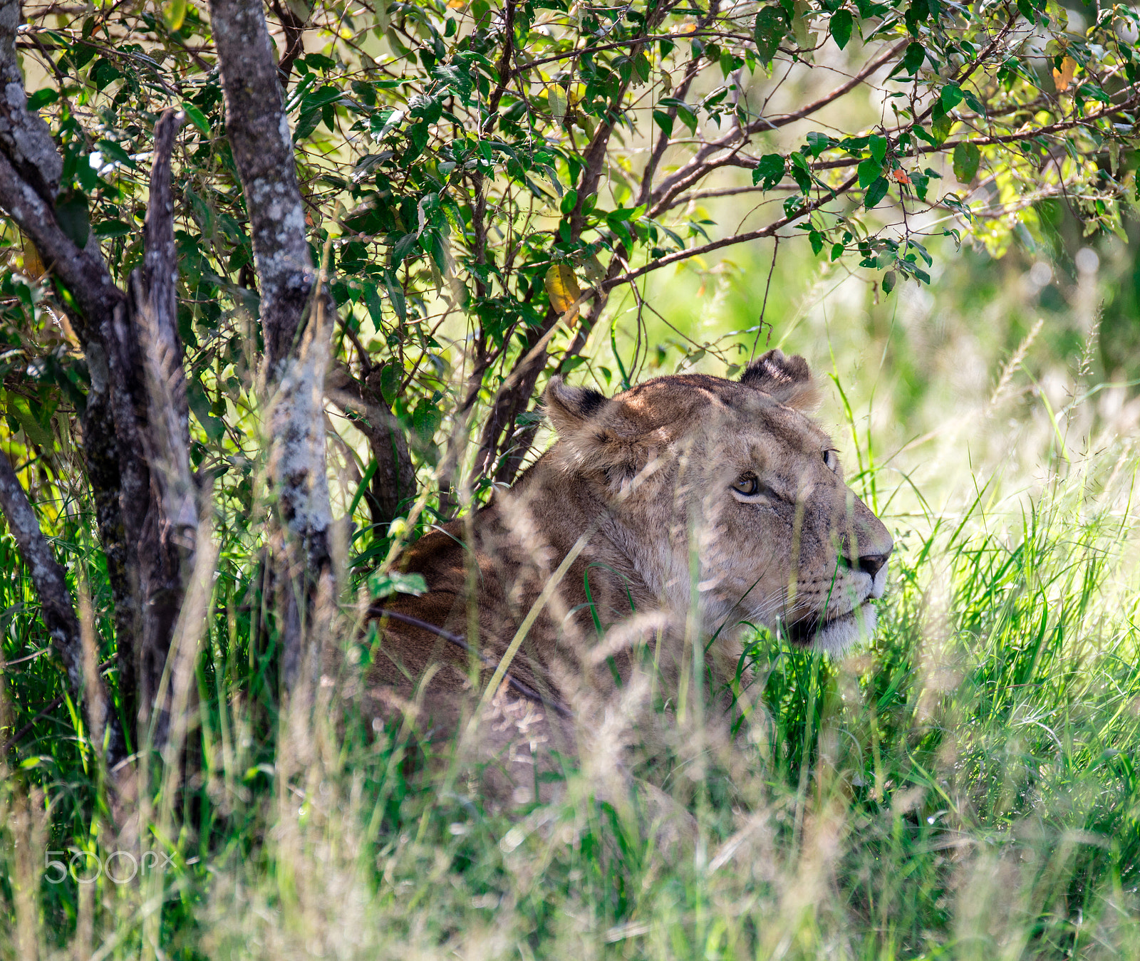 Canon EOS 5DS + Canon EF 200mm F2.8L II USM sample photo. 20160523-20160523-0f4a0156.jpg photography