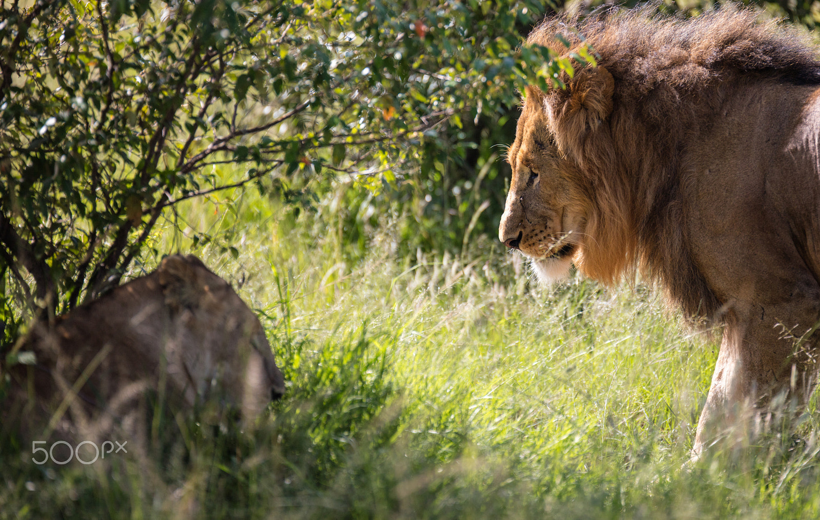 Canon EOS 5DS + Canon EF 200mm F2.8L II USM sample photo. 20160523-20160523-0f4a0148.jpg photography