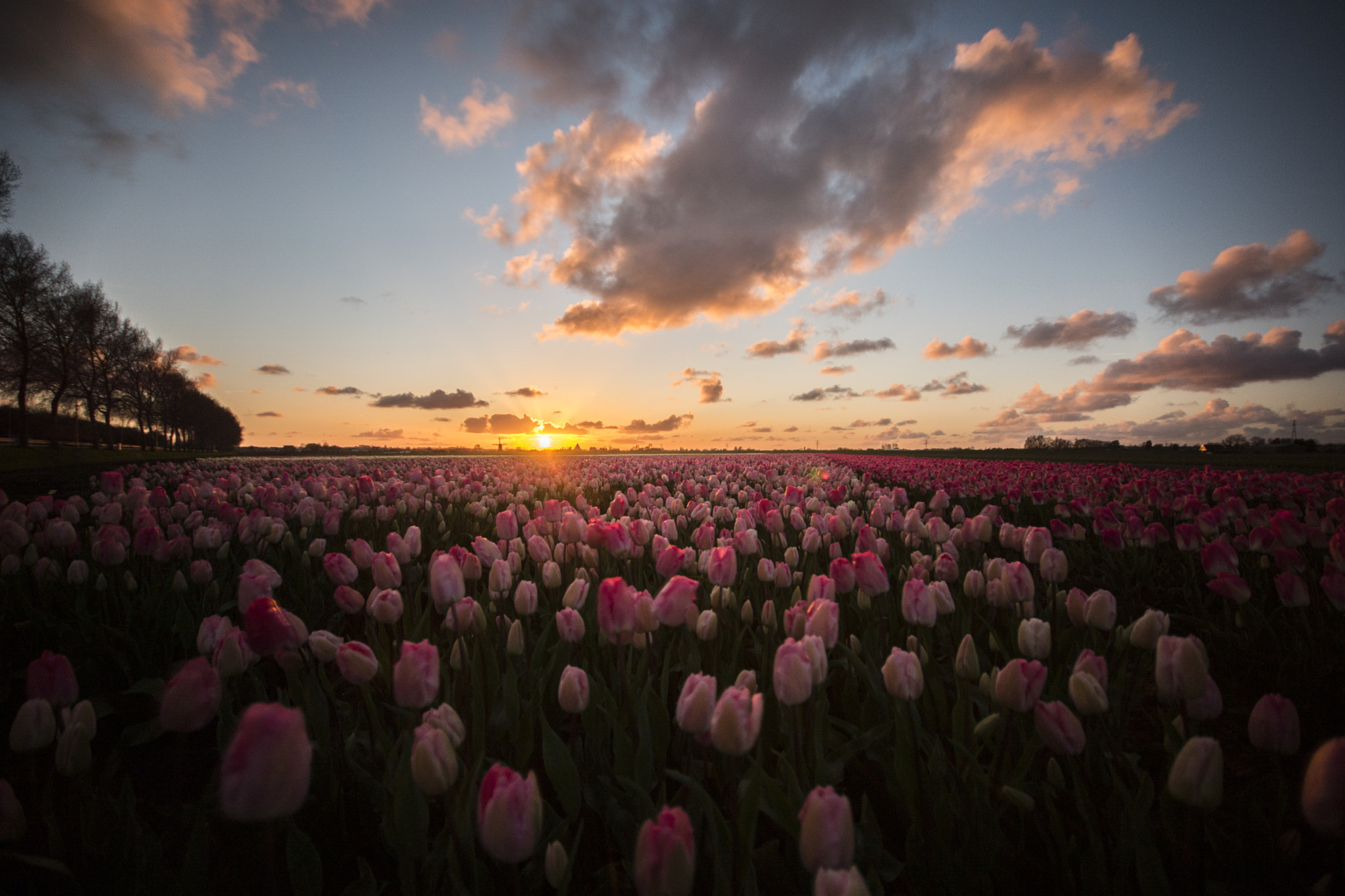 Sigma AF 10-20mm F4-5.6 EX DC sample photo. Tulpen photography