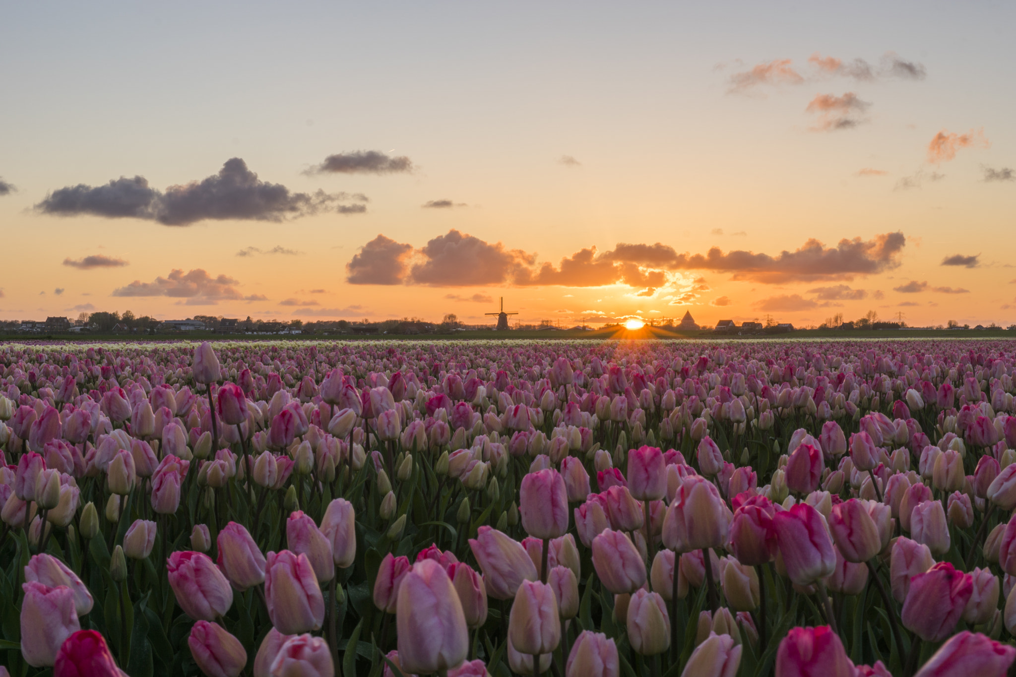 Sony ILCA-77M2 + Sony DT 35mm F1.8 SAM sample photo. Tulpen photography