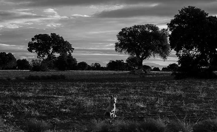 Canon EOS-1D Mark II N sample photo. El guardian photography