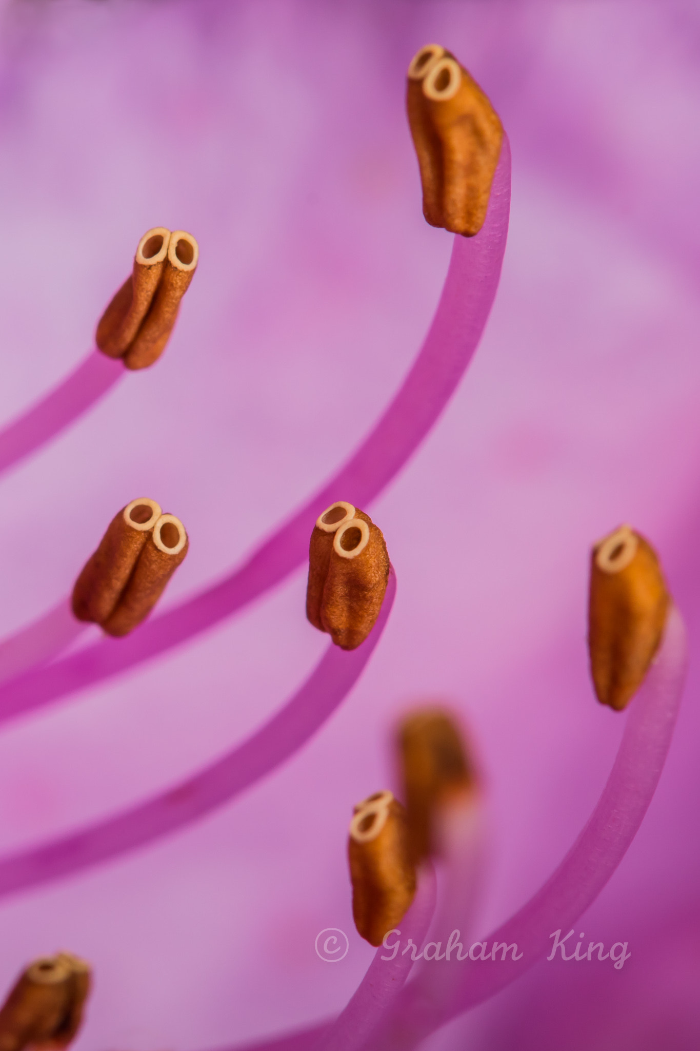 Canon EF-S 60mm F2.8 Macro USM sample photo. Rhododendron stamen detail photography