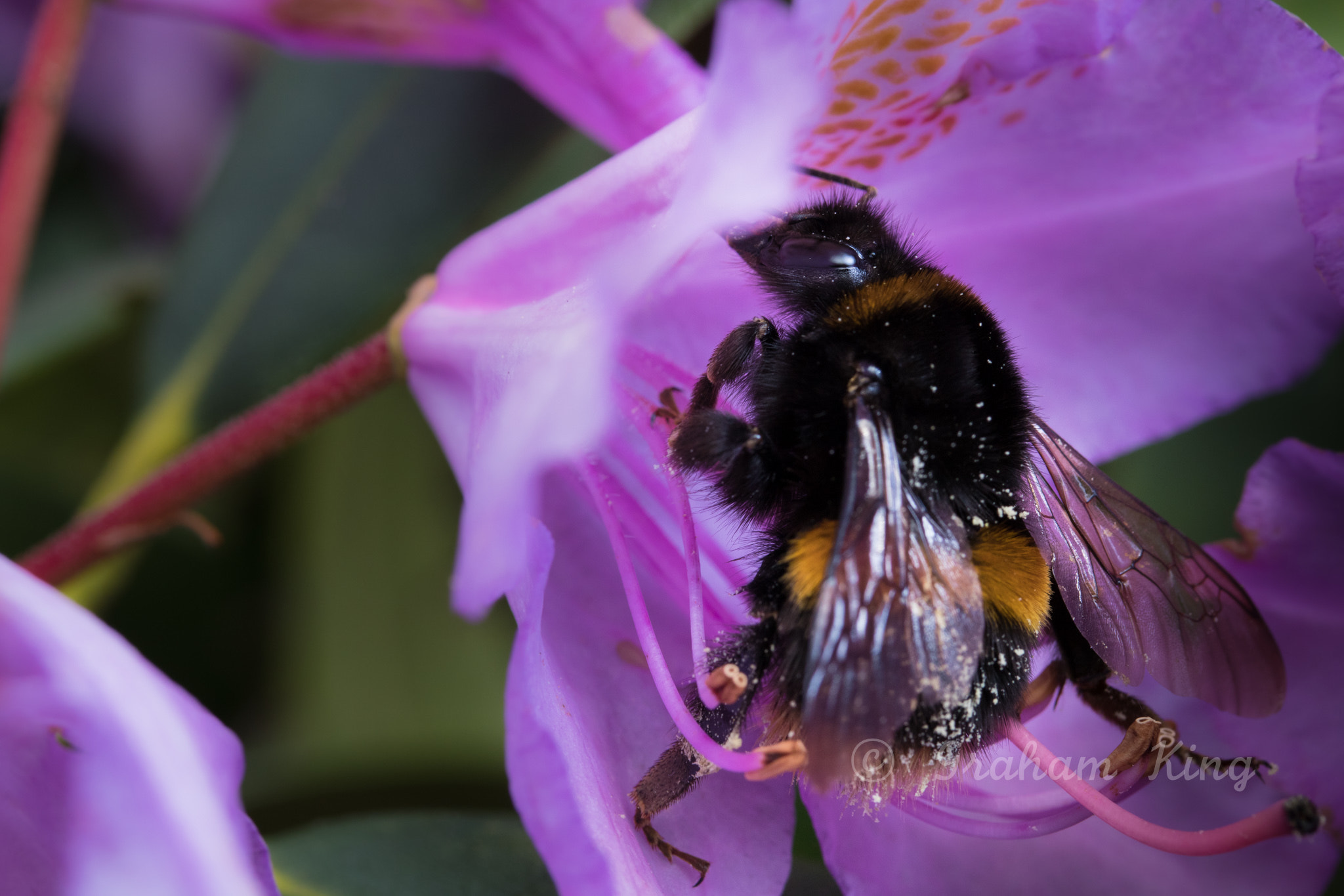 Canon EF-S 60mm F2.8 Macro USM sample photo. Bee on rhododendron 2 photography