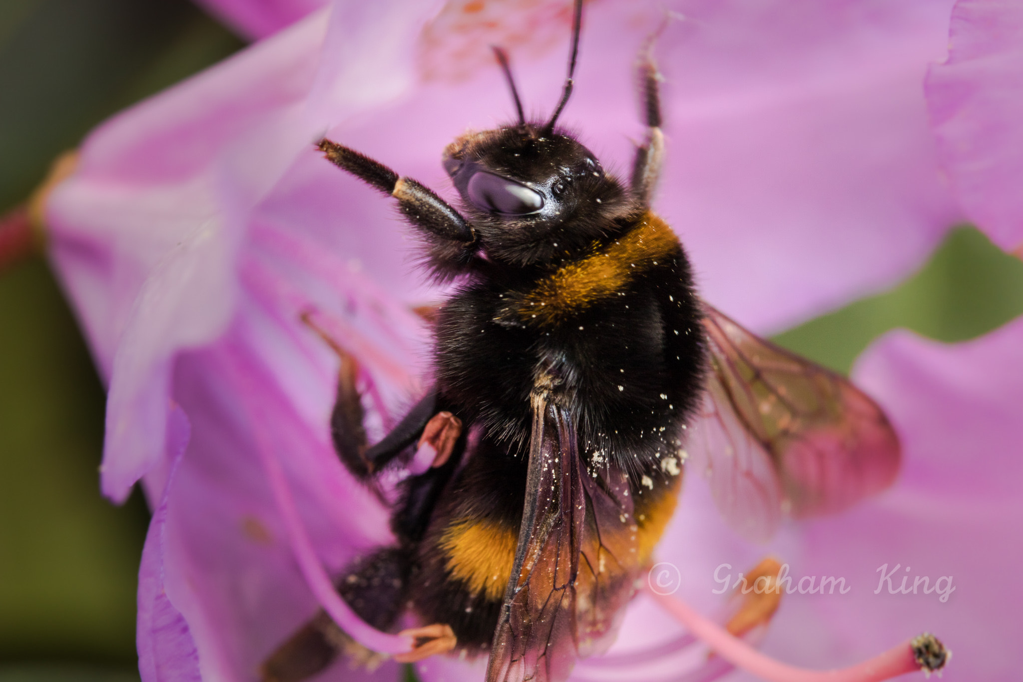 Canon EF-S 60mm F2.8 Macro USM sample photo. Bee on rhododendron photography