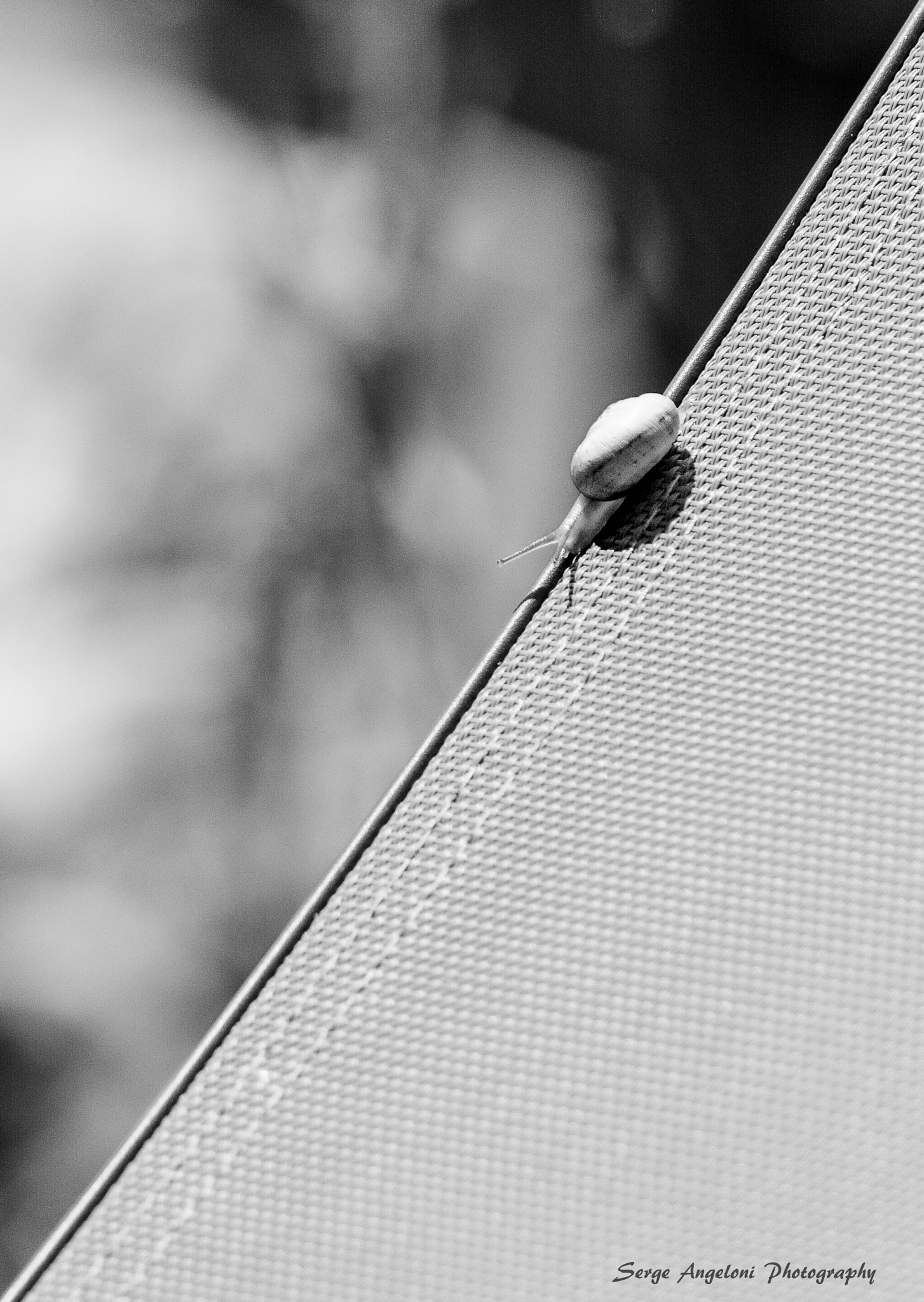 Canon EOS-1Ds Mark III sample photo. Diagonale de l'escargot photography