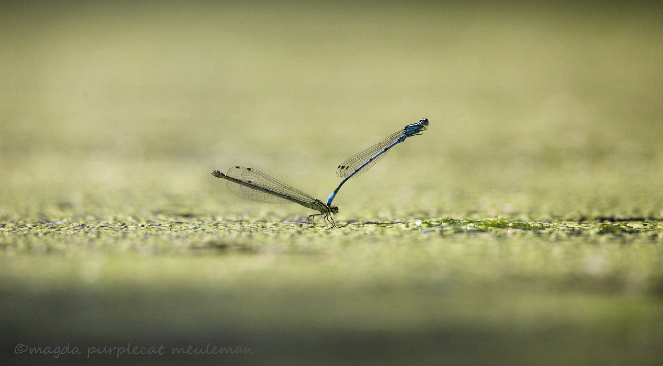 150-600mm F5-6.3 DG OS HSM | Sports 014 sample photo. Zygoptera/ waterjuffer photography