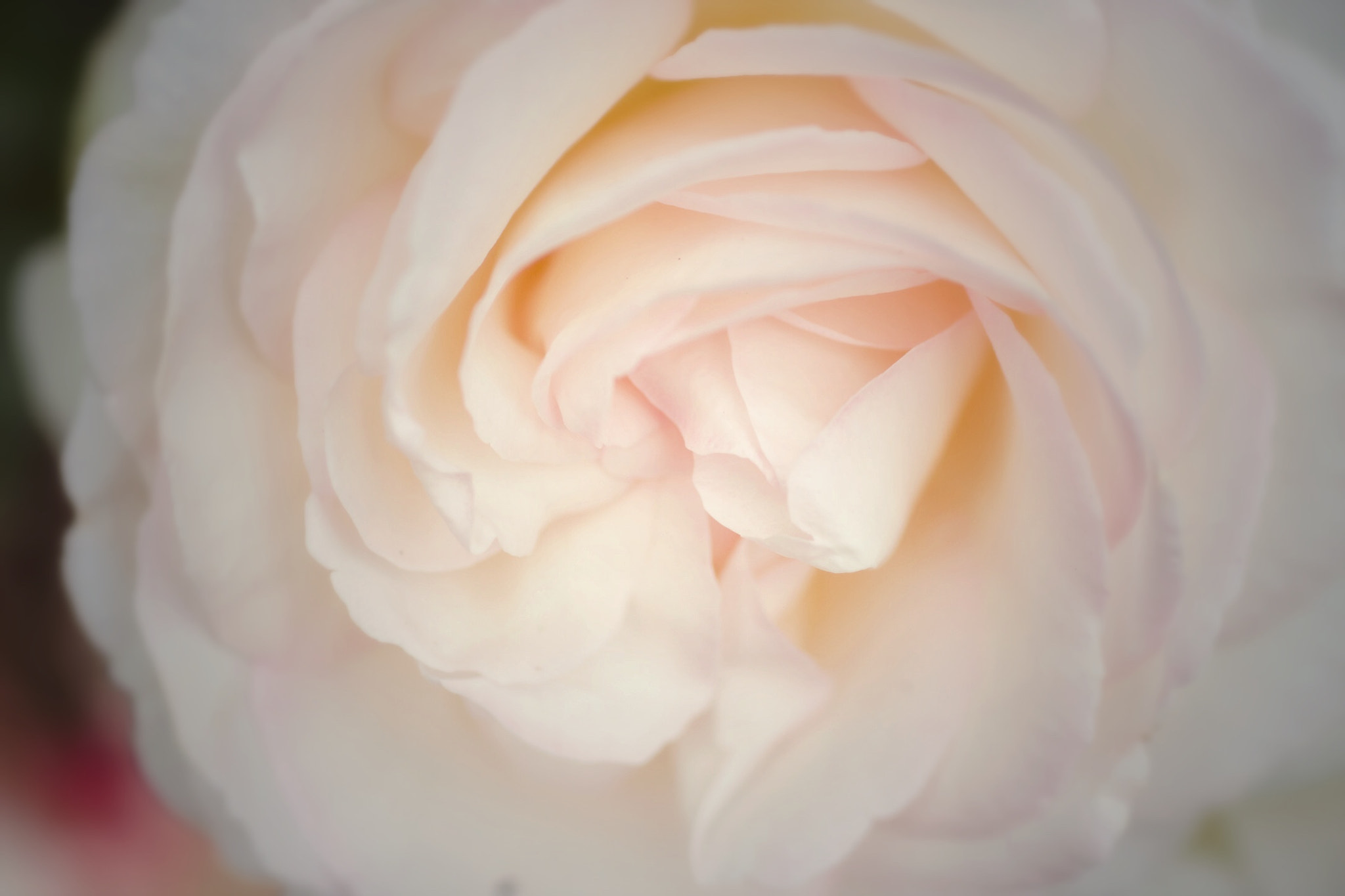 Canon EOS 700D (EOS Rebel T5i / EOS Kiss X7i) sample photo. 優しく photography