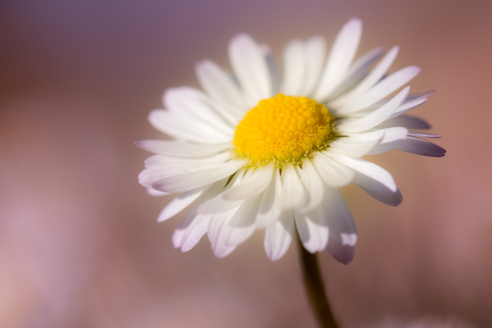 Canon EF 100mm F2.8 Macro USM sample photo. Daisy-rable photography