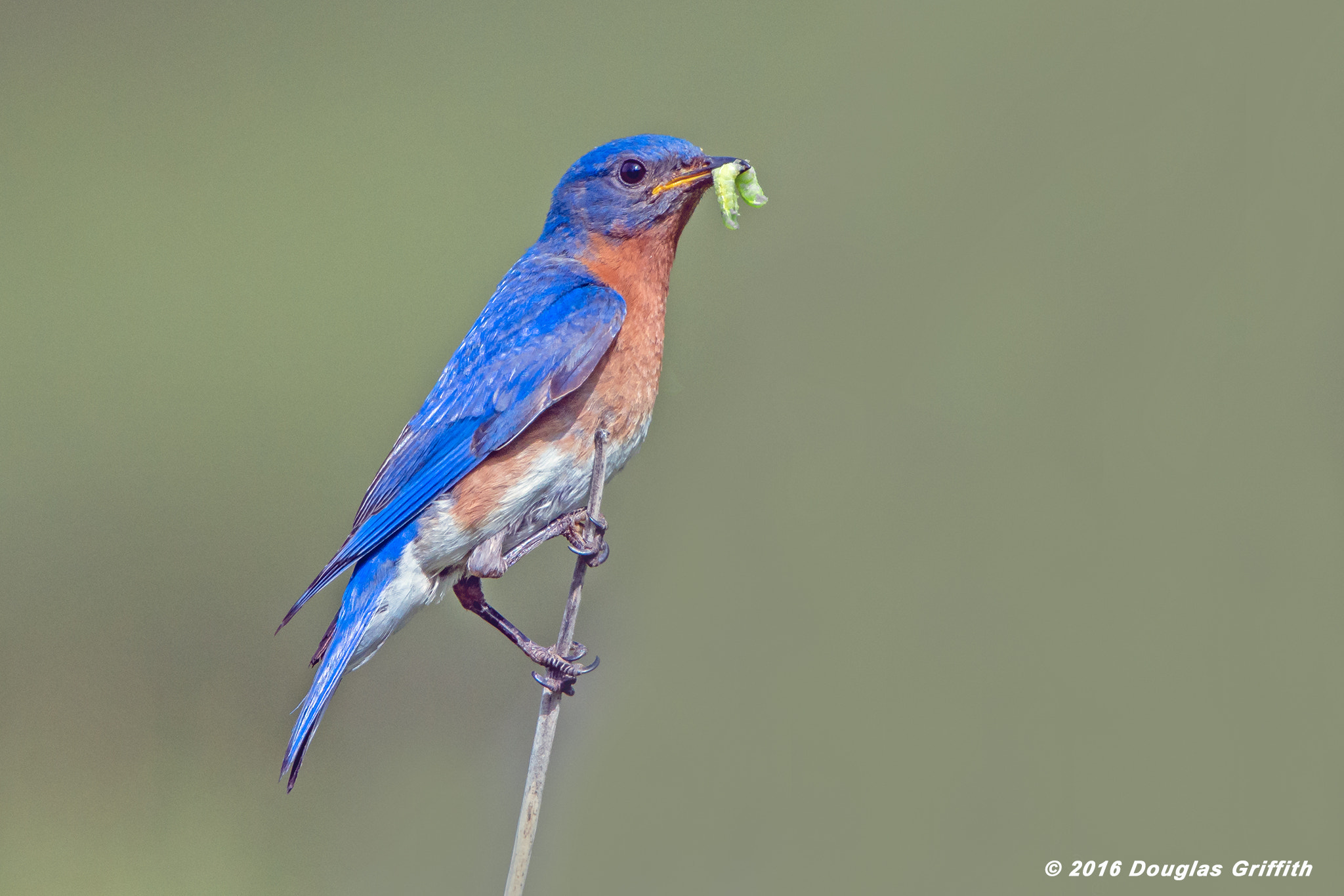 Nikon D7200 + Nikon AF-S Nikkor 500mm F4G ED VR sample photo. Male eastern bluebird (sialia sialis) photography