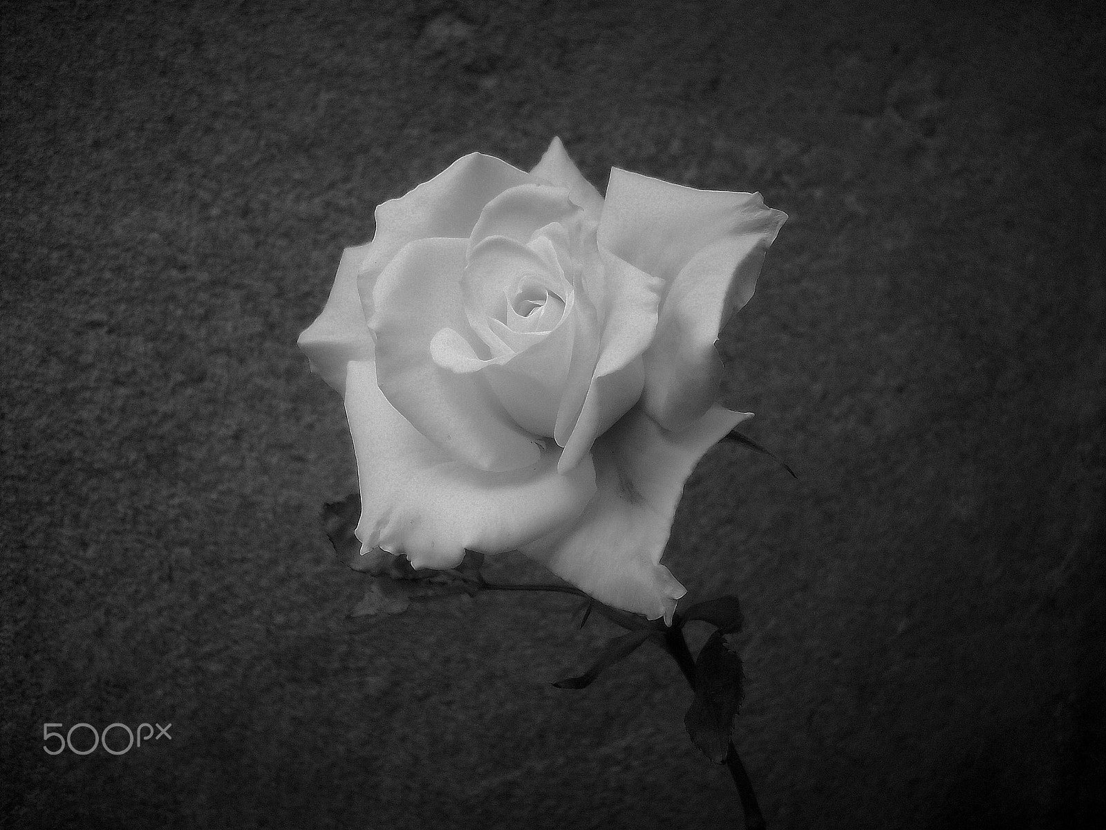 Kodak EASYSHARE M753 ZOOM DIGITAL CAMERA sample photo. White rose photography