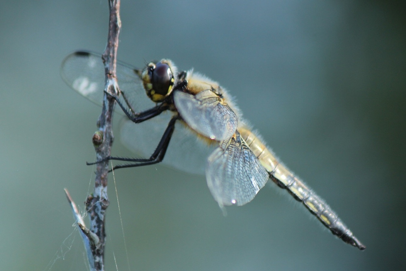 Canon EF-S 55-250mm F4-5.6 IS II sample photo. Libelle photography