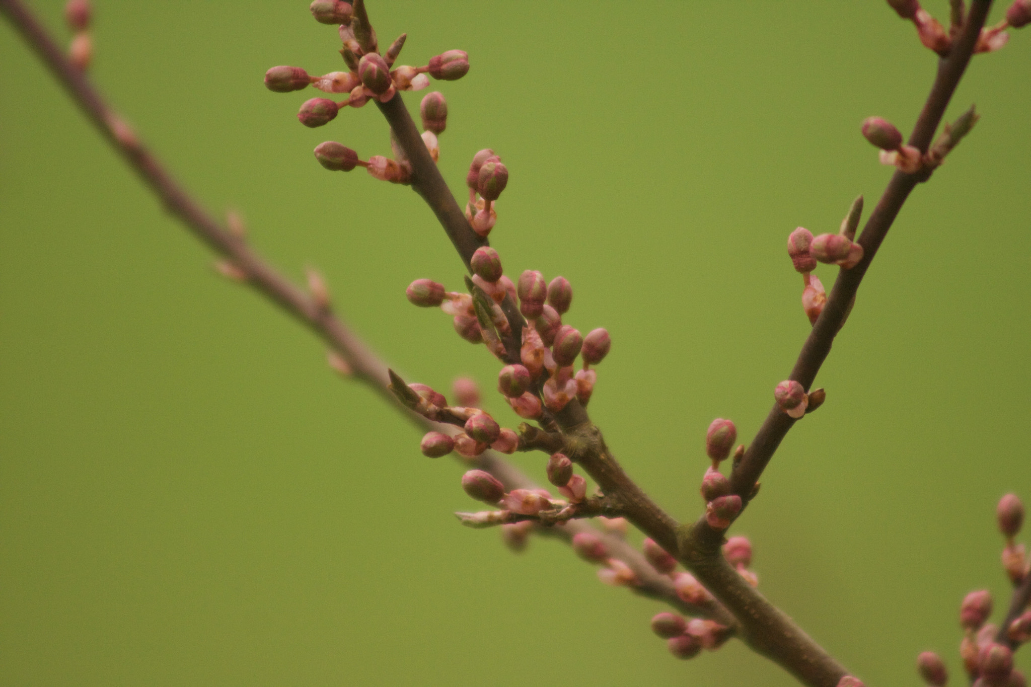 Canon EF 75-300mm f/4-5.6 USM sample photo. Fresh spring photography