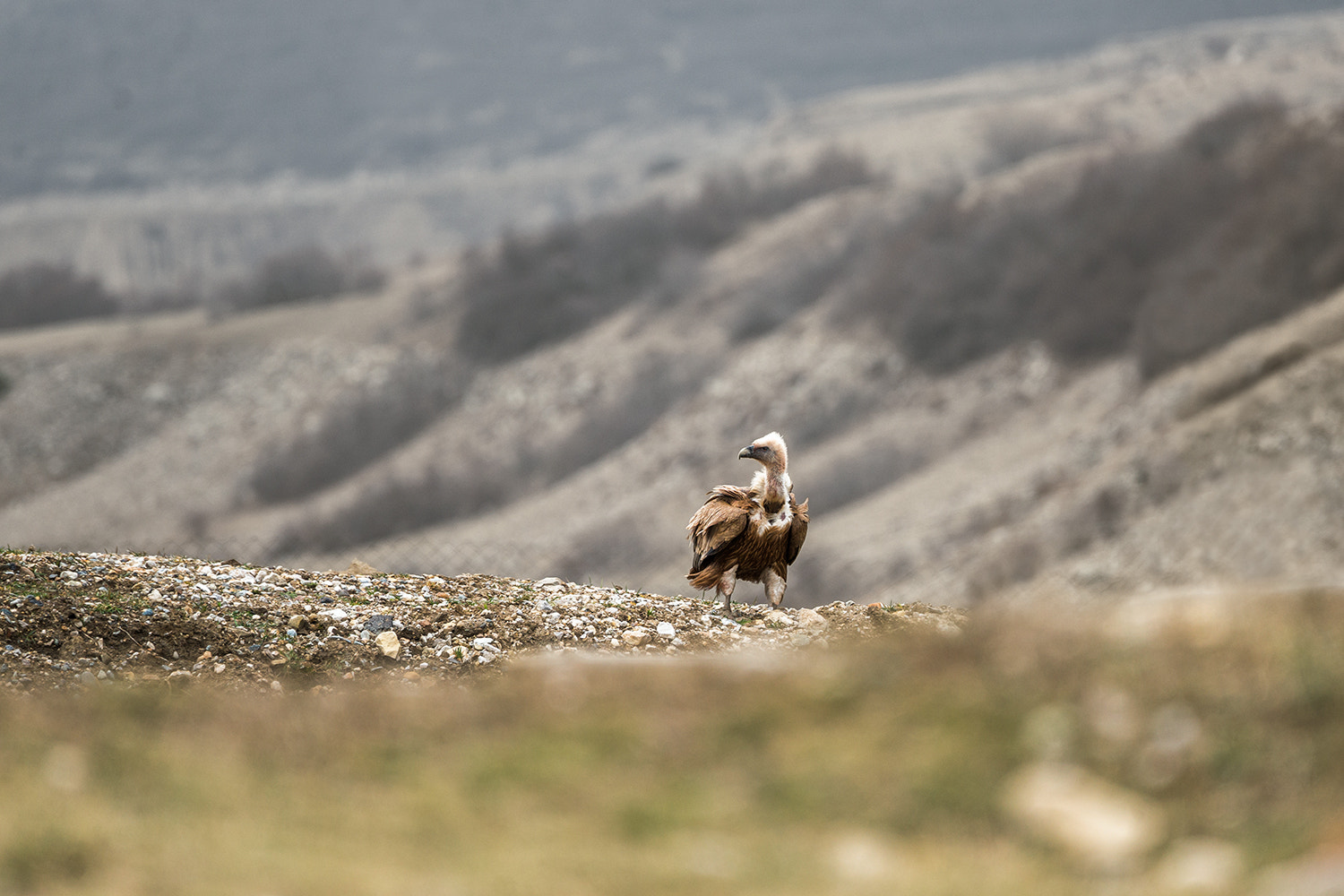 Sony a99 II + Sony 70-400mm F4-5.6 G SSM sample photo. Cinereous vulture photography