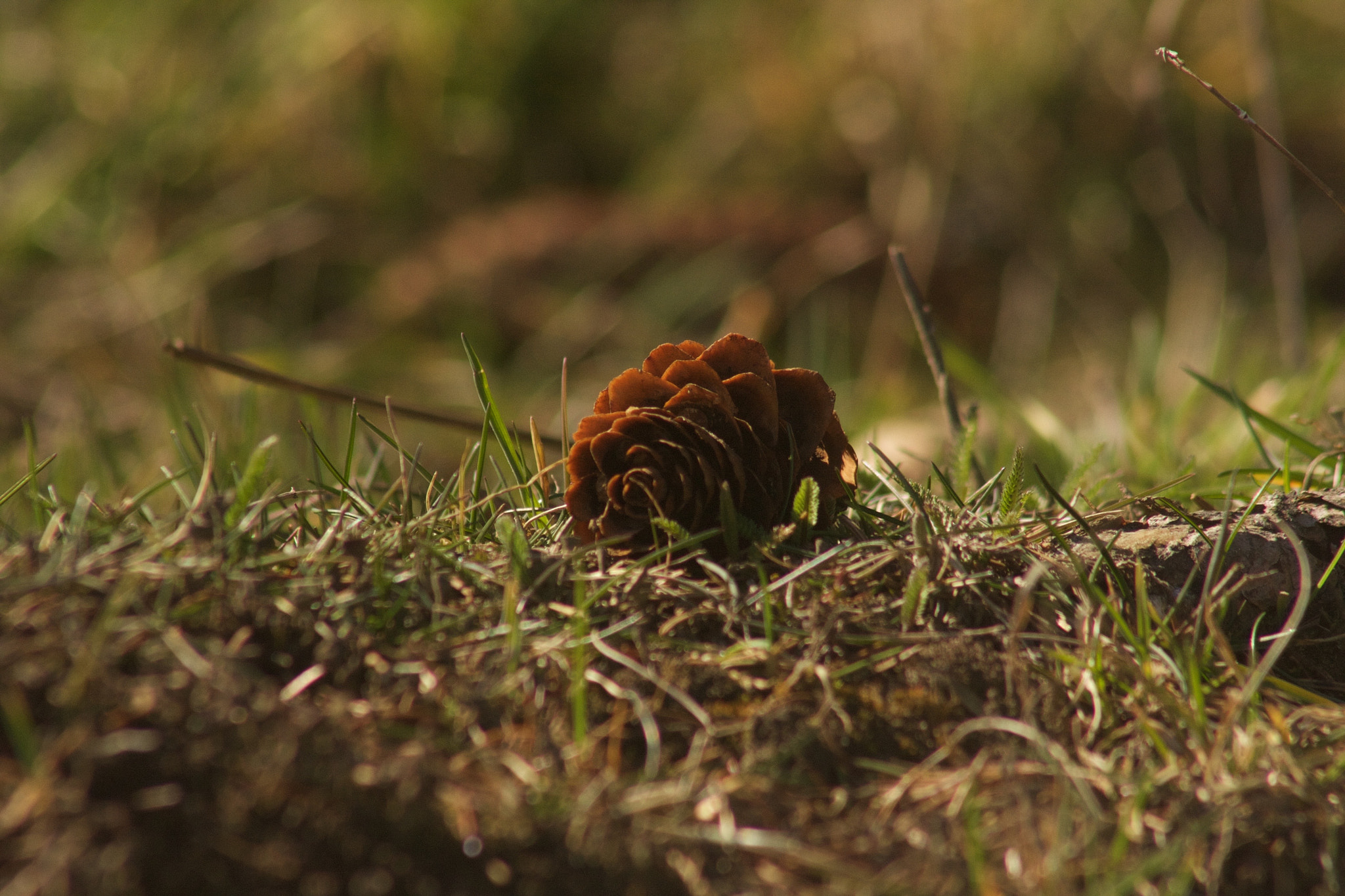 Canon EF 75-300mm f/4-5.6 USM sample photo. Forest world photography