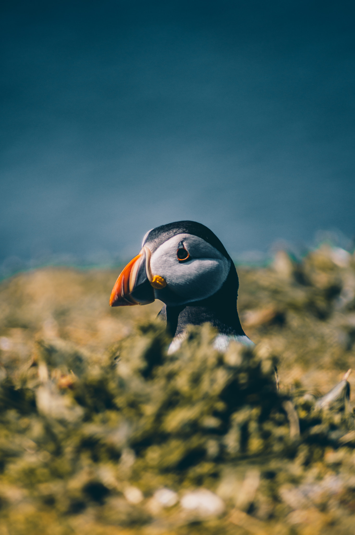 Tamron AF 70-300mm F4-5.6 Di LD Macro sample photo. Puffin photography