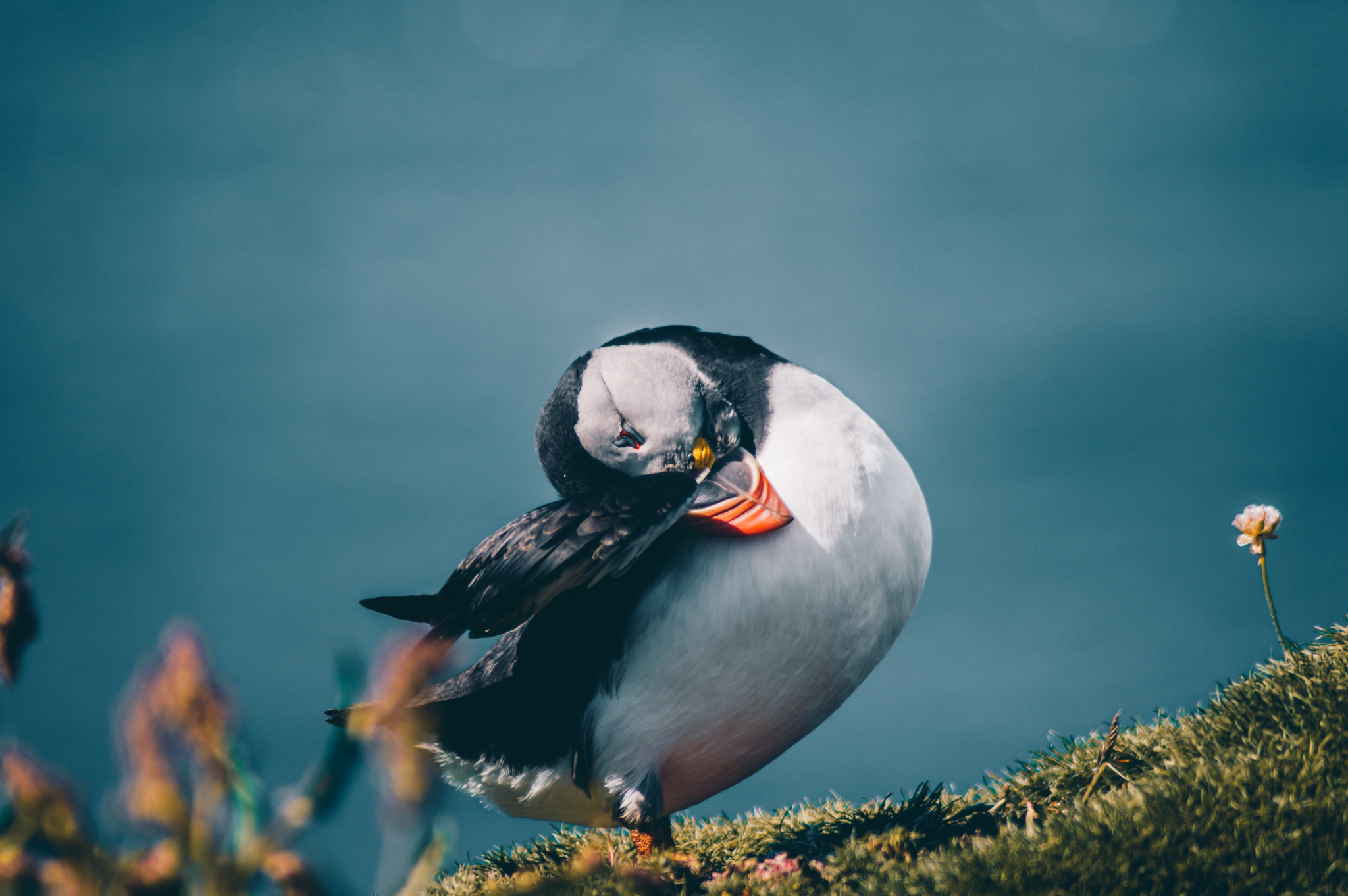 Pentax K-3 + Tamron AF 70-300mm F4-5.6 Di LD Macro sample photo. Puffin photography