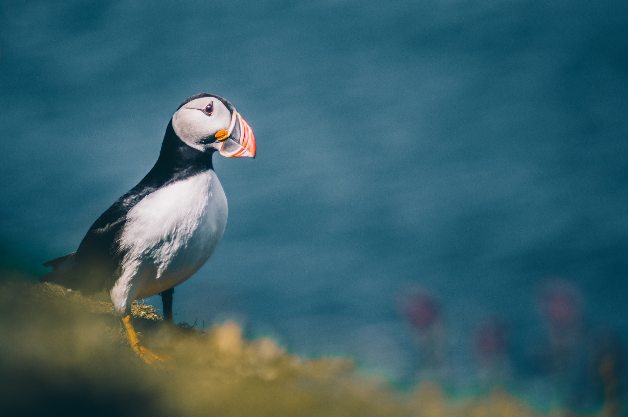 Pentax K-3 + Tamron AF 70-300mm F4-5.6 Di LD Macro sample photo. Puffin photography