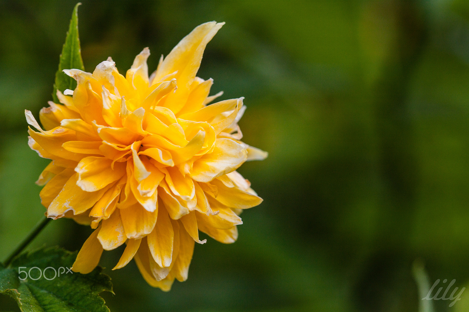 Sigma 105mm F2.8 EX DG OS HSM sample photo. Soleil en fleur photography