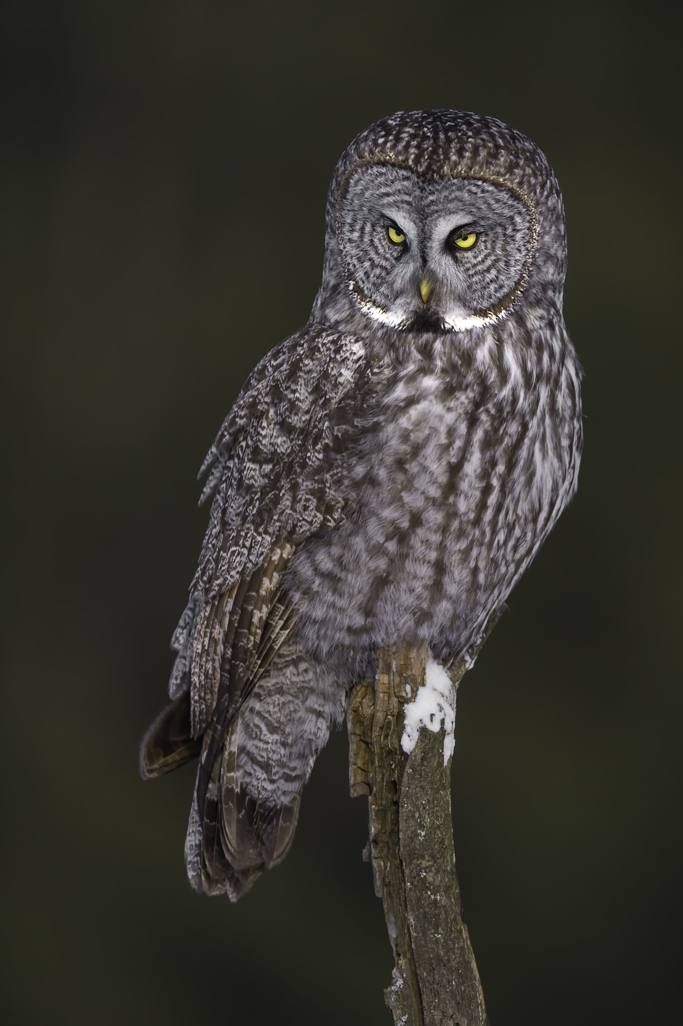 Nikon AF-S Nikkor 400mm F2.8G ED VR II sample photo. What's that... photography