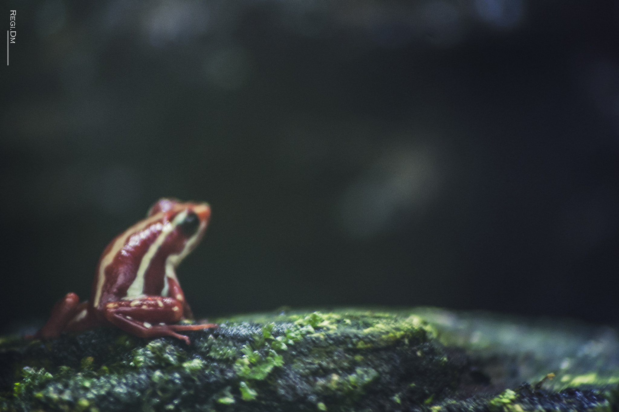 Sigma 70-300mm F4-5.6 APO DG Macro sample photo. A tiny frog photography