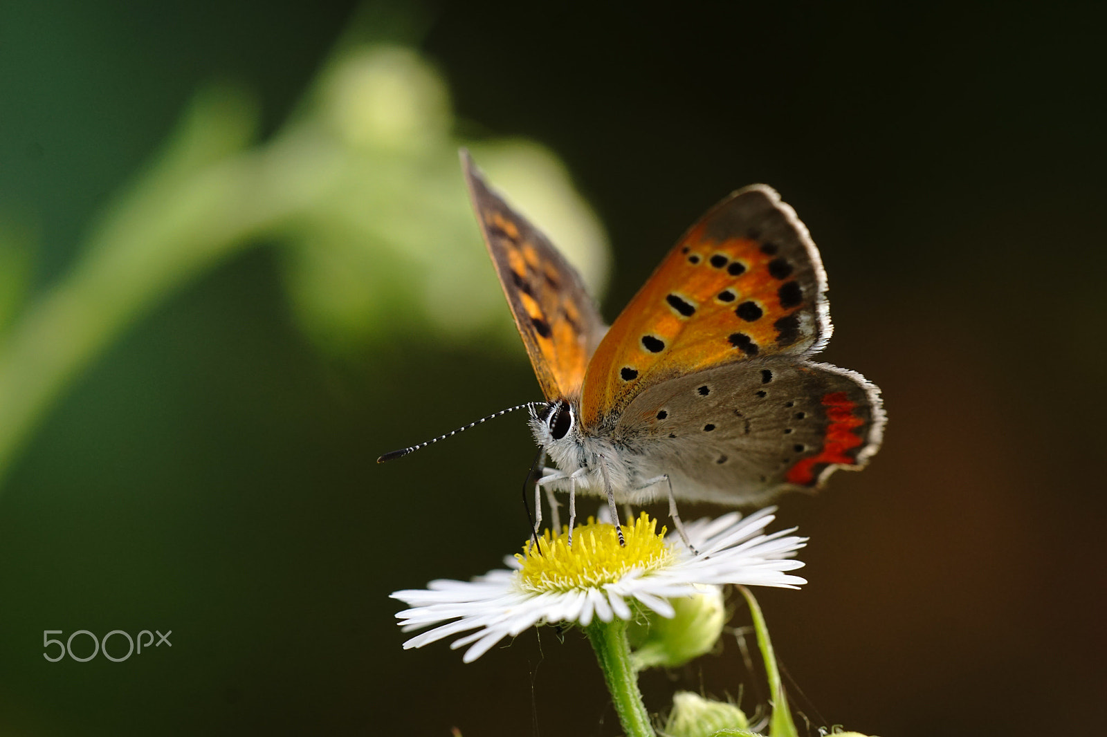 Sony ILCA-77M2 + Minolta AF 100mm F2.8 Macro [New] sample photo. The small copper photography