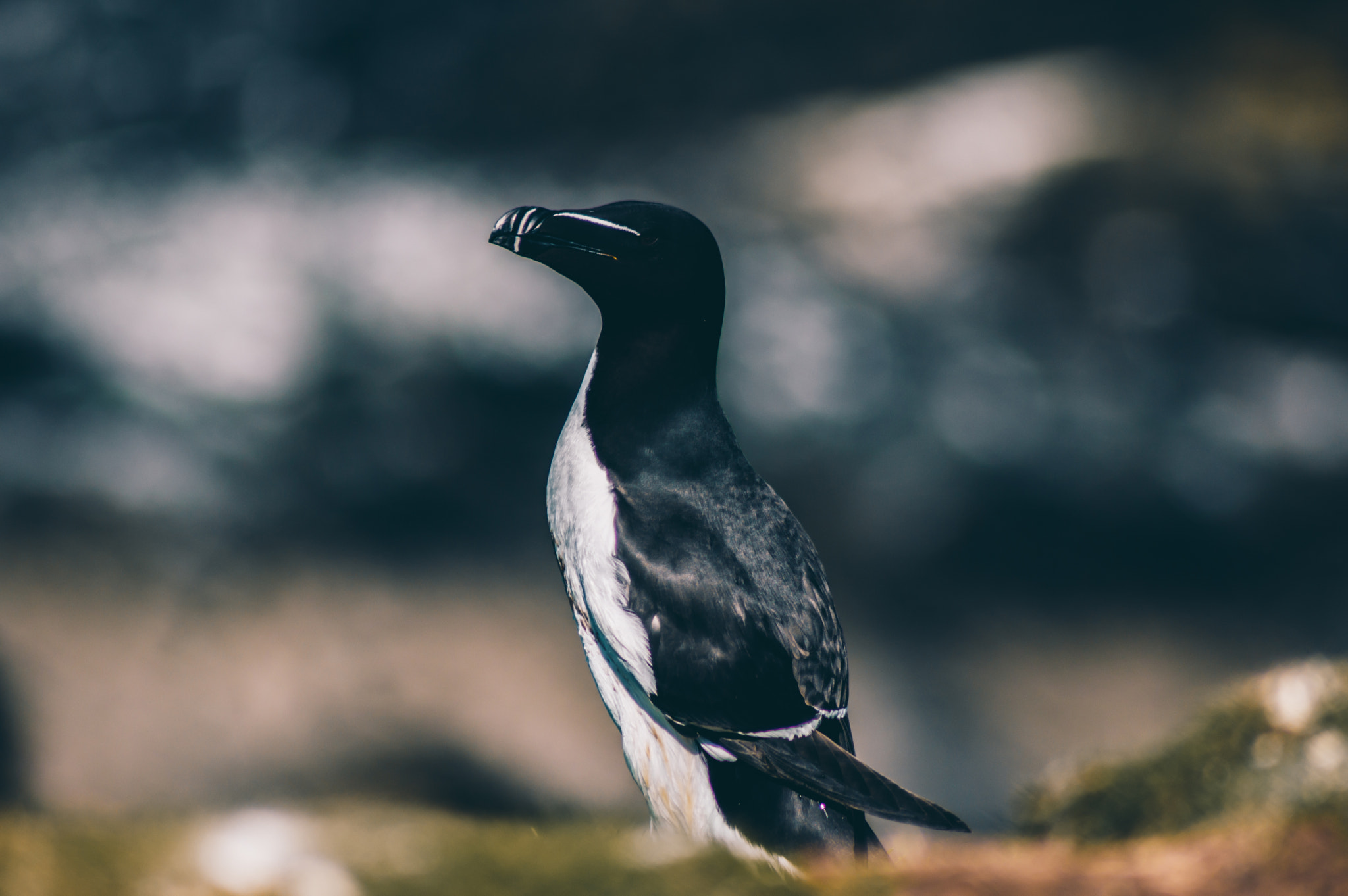 Tamron AF 70-300mm F4-5.6 Di LD Macro sample photo. Razorbill photography