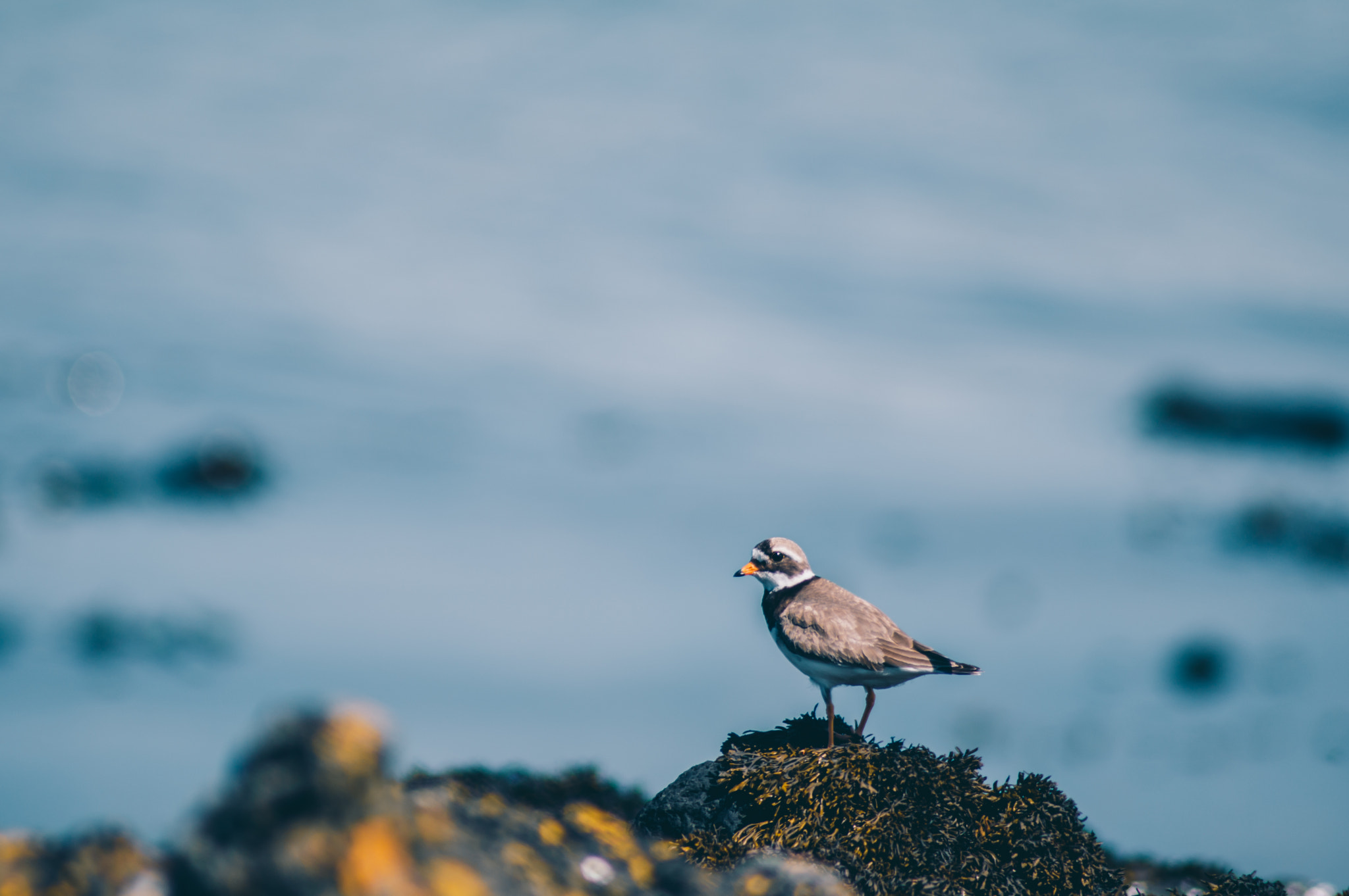 Tamron AF 70-300mm F4-5.6 Di LD Macro sample photo. Piping plover photography