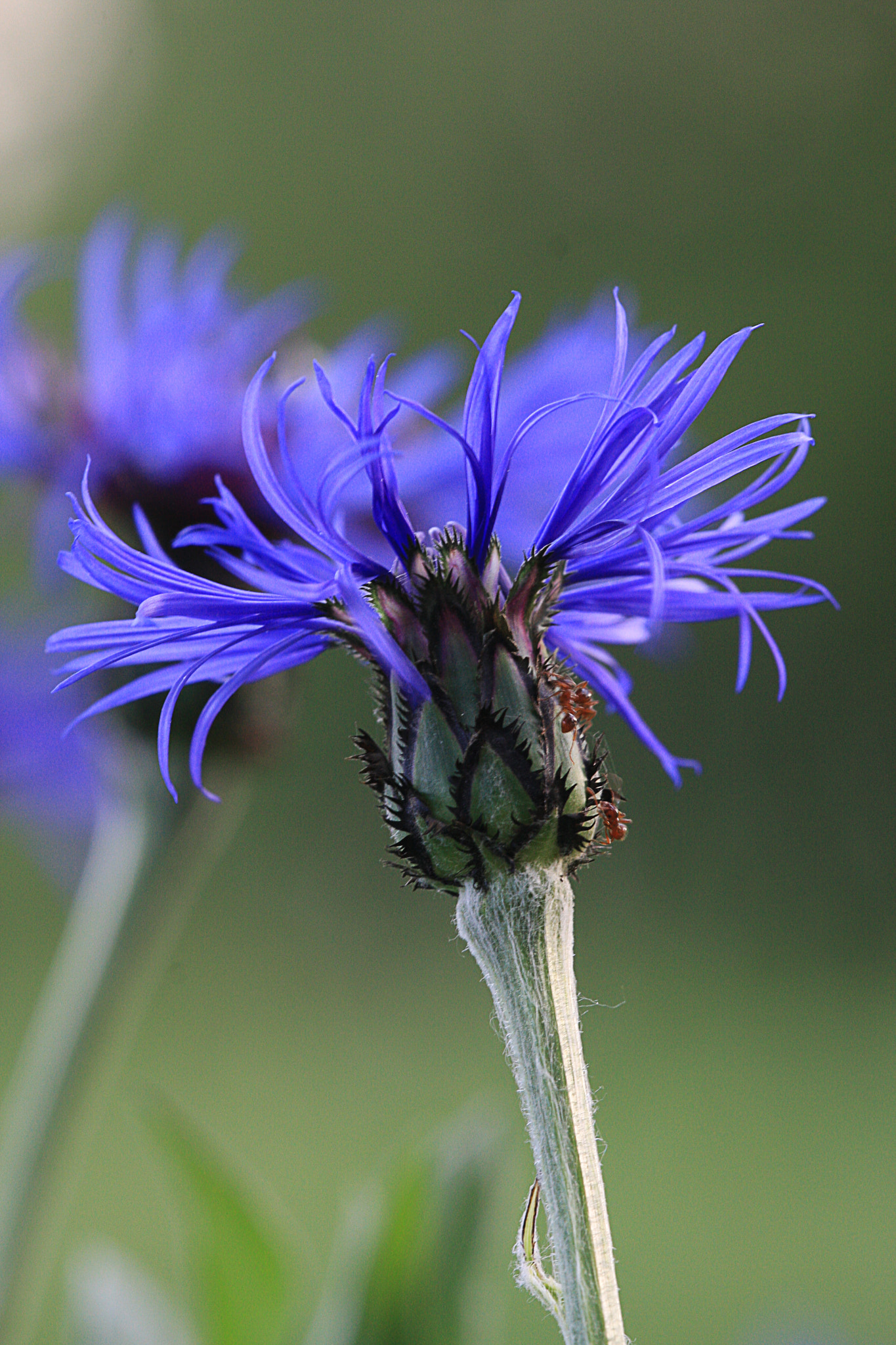 Canon EF 180mm F3.5L Macro USM sample photo. Shelter photography