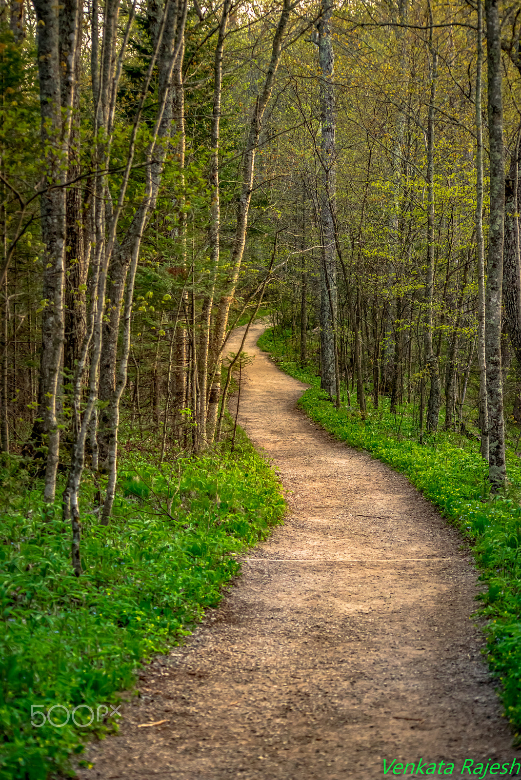 Nikon D600 + AF Nikkor 70-210mm f/4-5.6 sample photo. Path to heaven photography