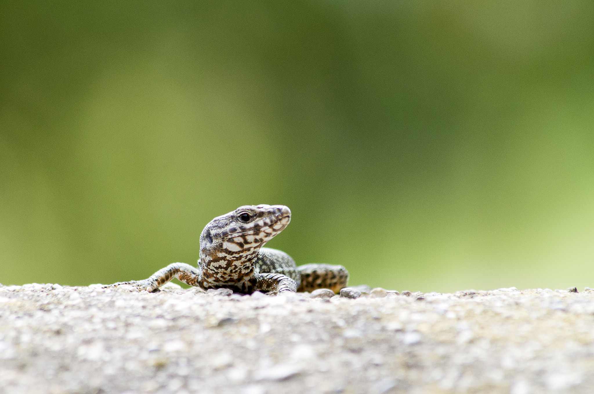 Canon EOS 1000D (EOS Digital Rebel XS / EOS Kiss F) sample photo. Little lizard photography