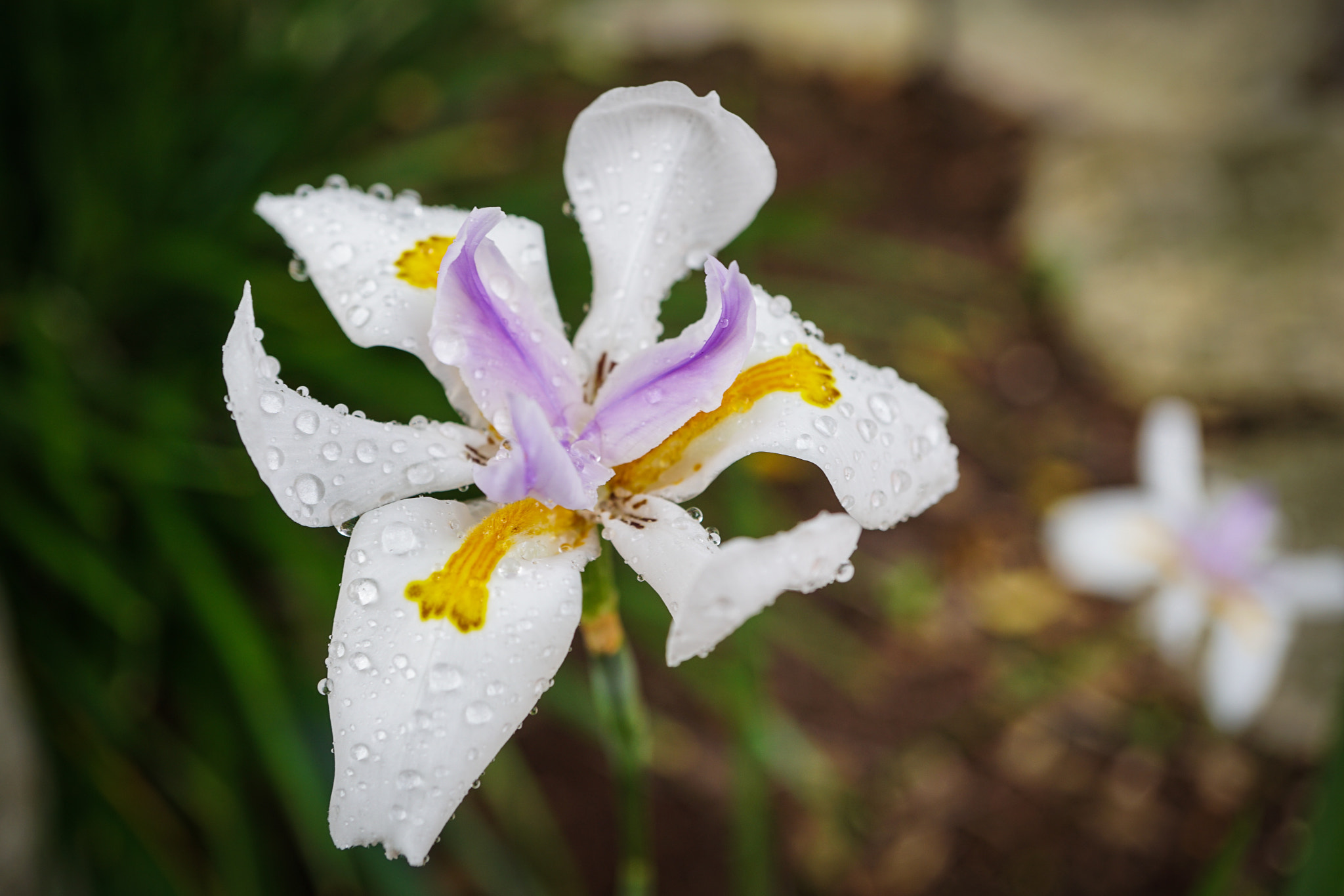 Sony a6300 + Sony E 30mm F3.5 Macro sample photo. Iris with waterdrops photography
