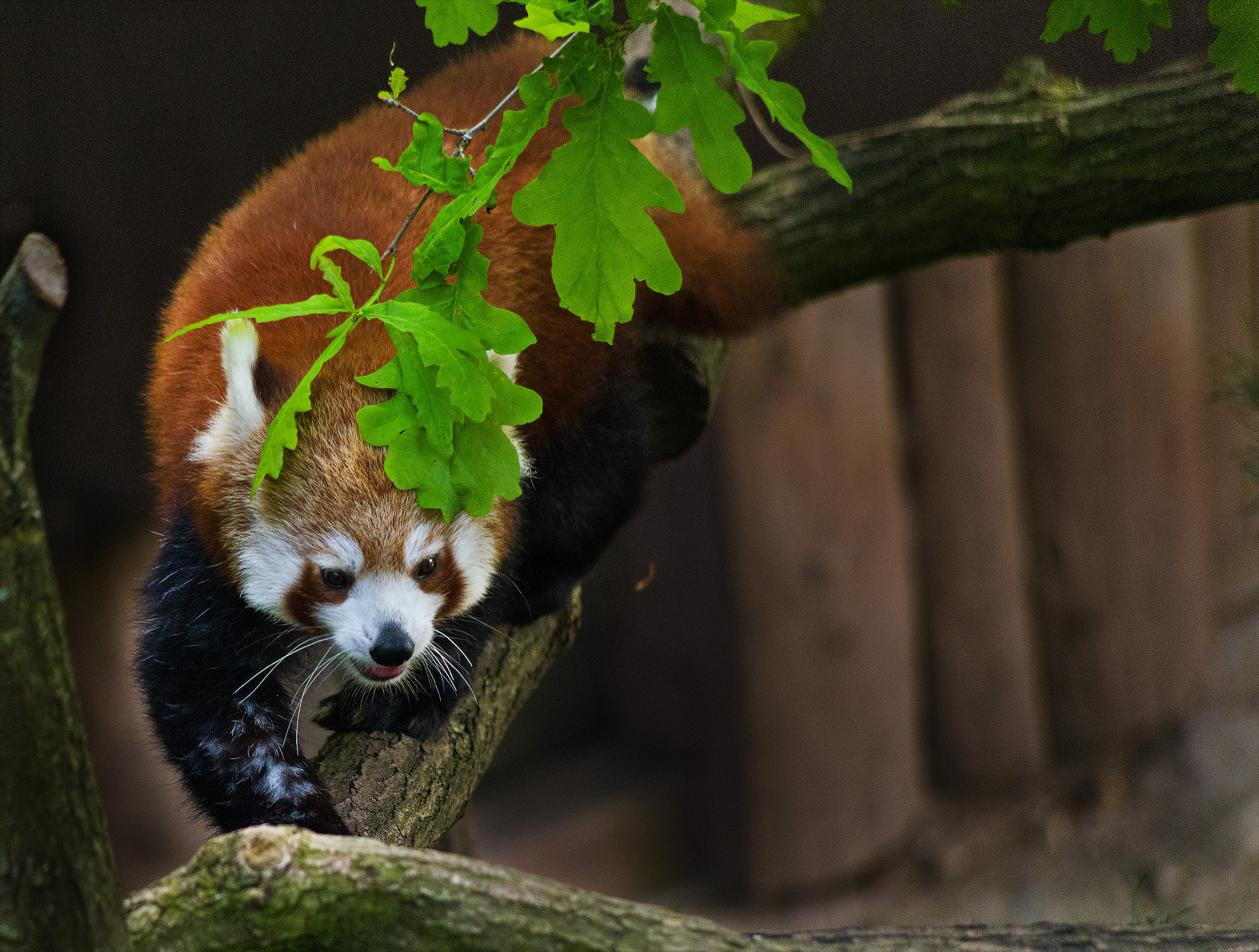 Pentax smc DA 55-300mm F4.0-5.8 ED sample photo. Red panda photography