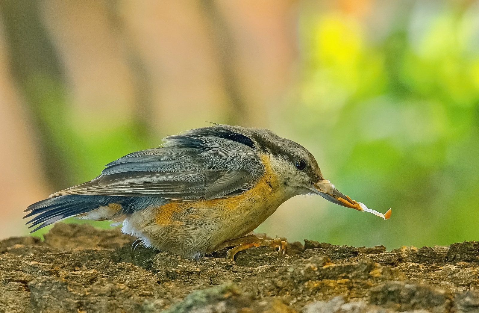 Sigma 120-400mm F4.5-5.6 DG OS HSM sample photo. Nuthatch photography